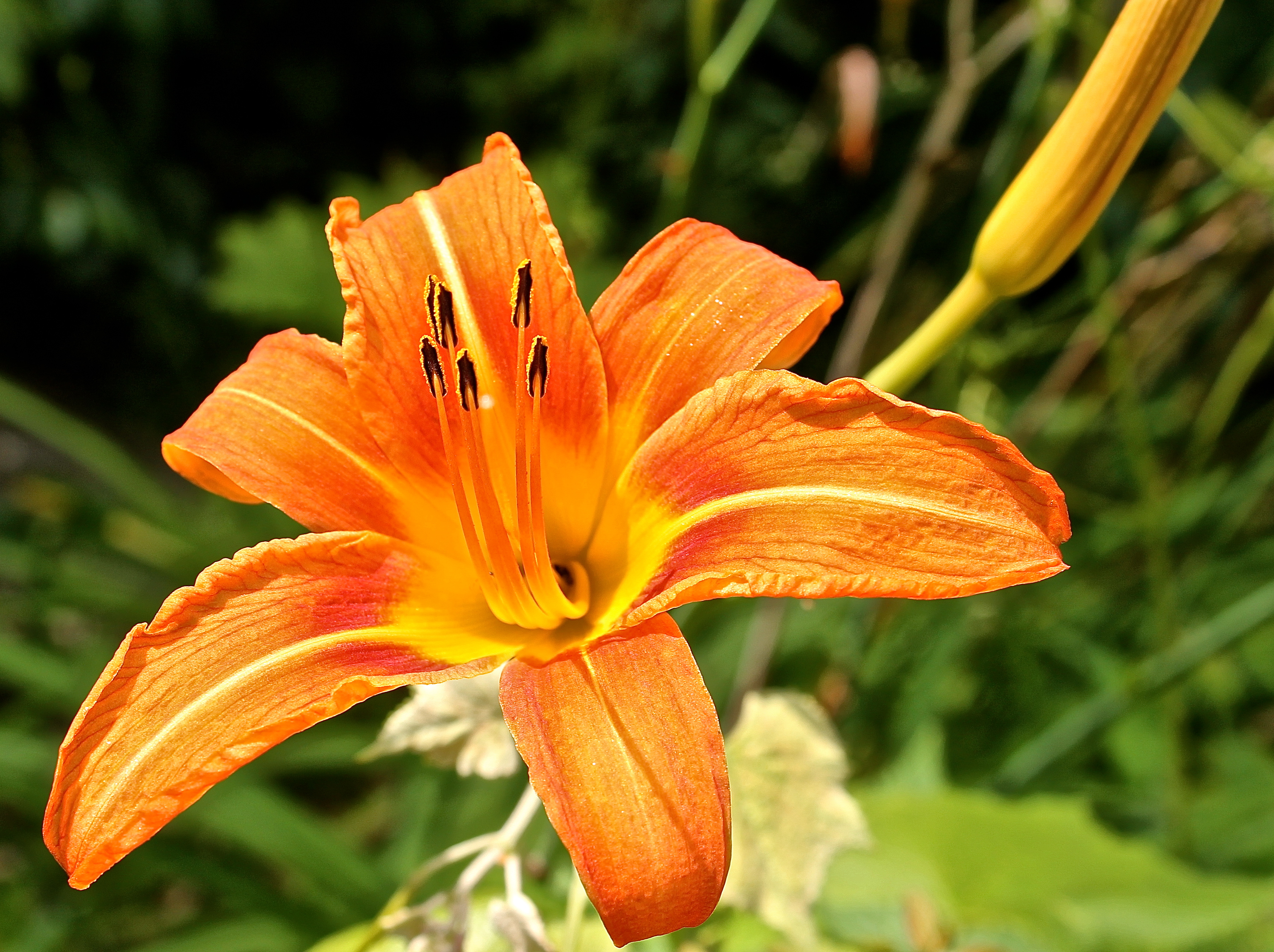 A Splash Of Summer Color