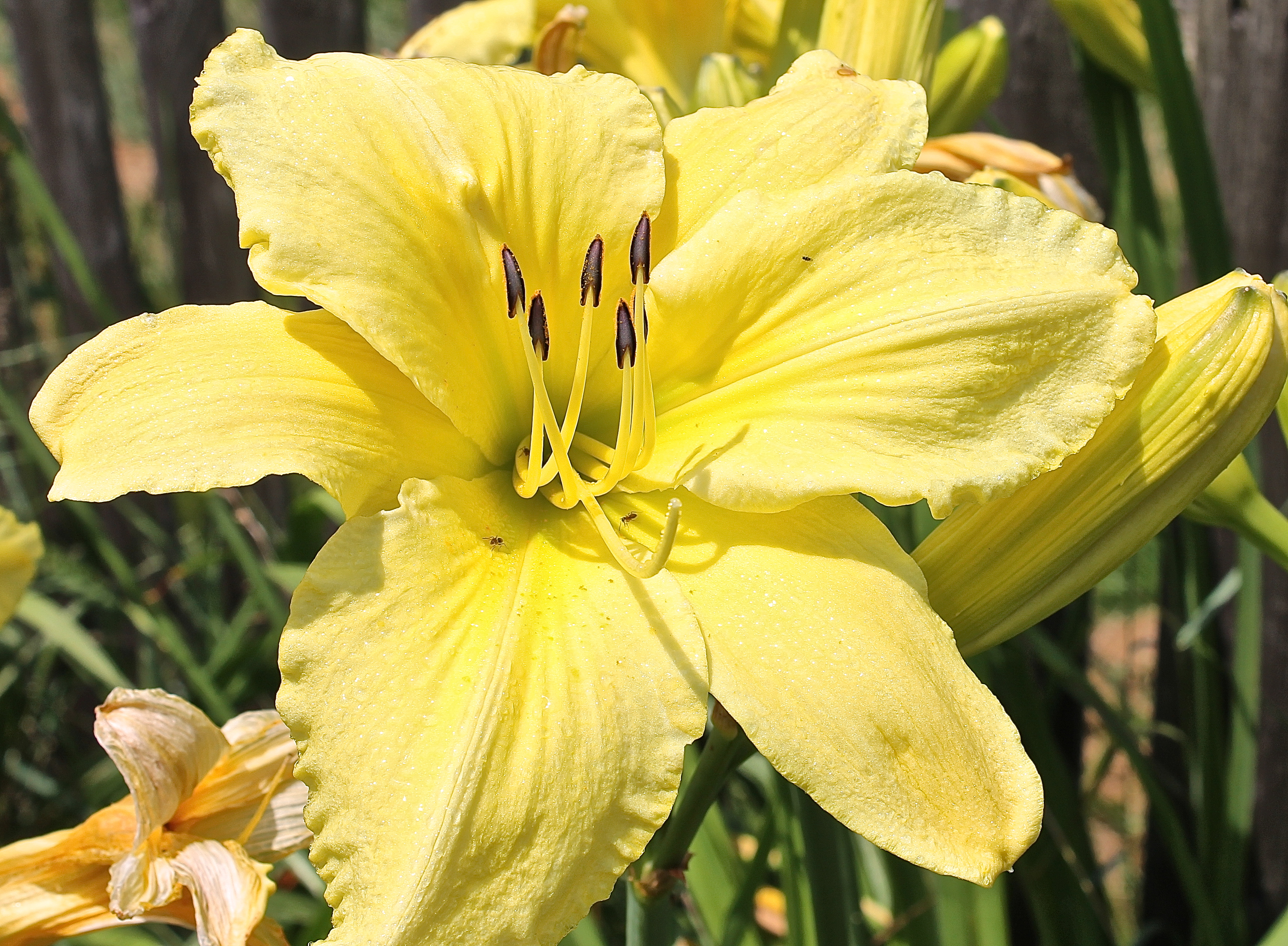 This Lily Blossom Is Huge...Over Six Inches