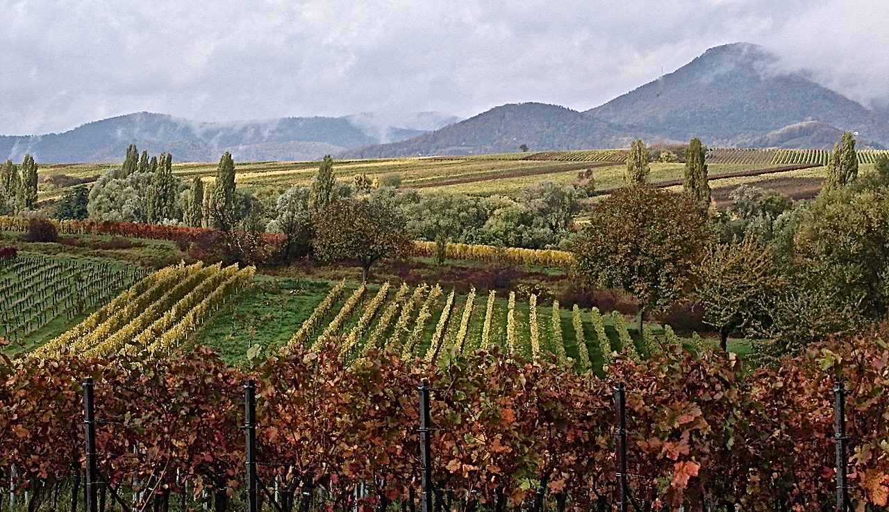Alsace-wine-route