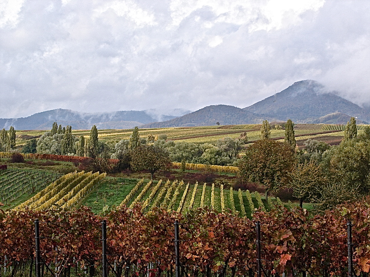 Vineyards Along A Back Road In Alsace