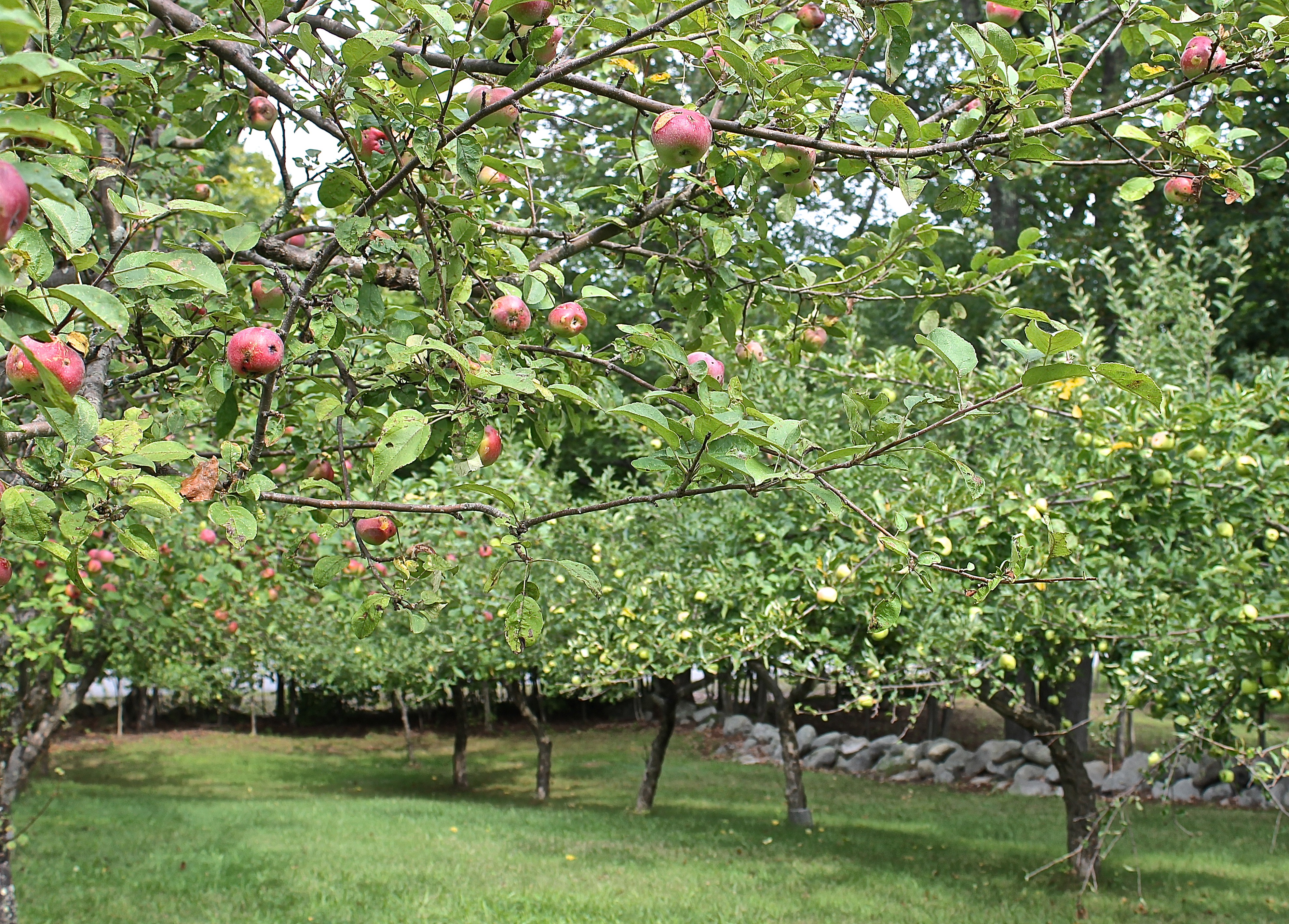 Our Orchard Is Lined With Old Rock Walls