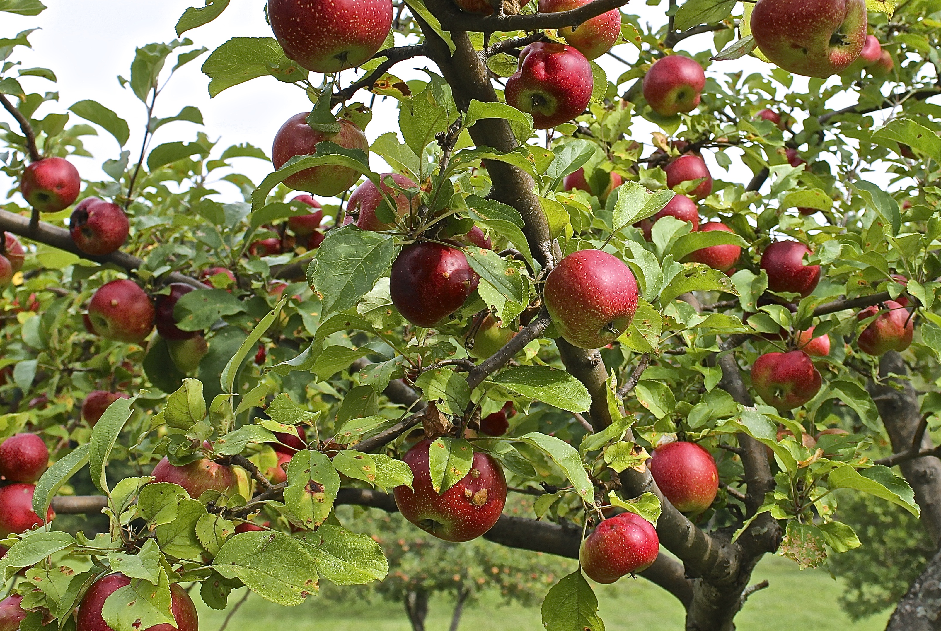 Our Trees Are Never Sprayed With Chemicals