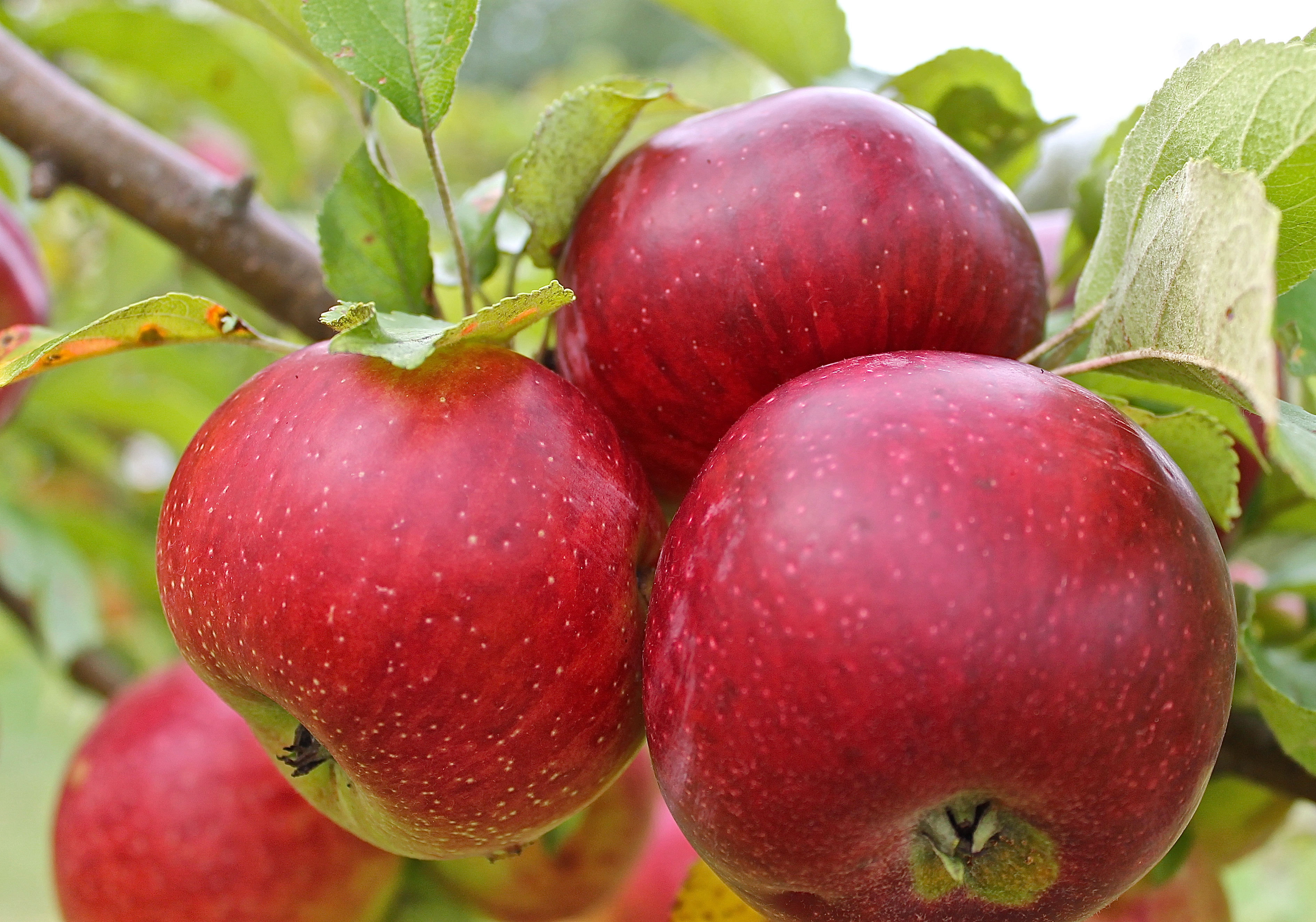 Apples Ready For The Picking