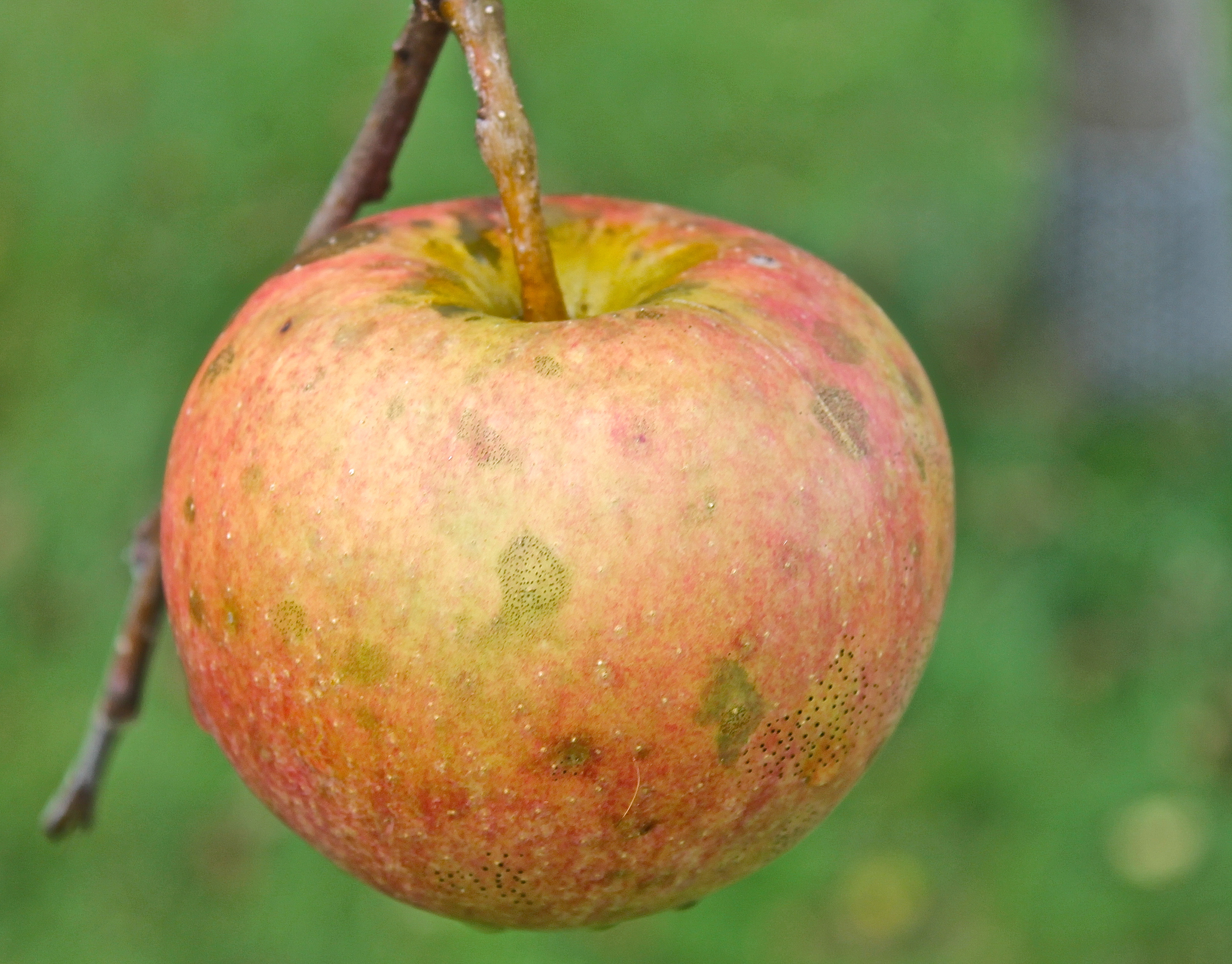 Cox's Orange Pippin 