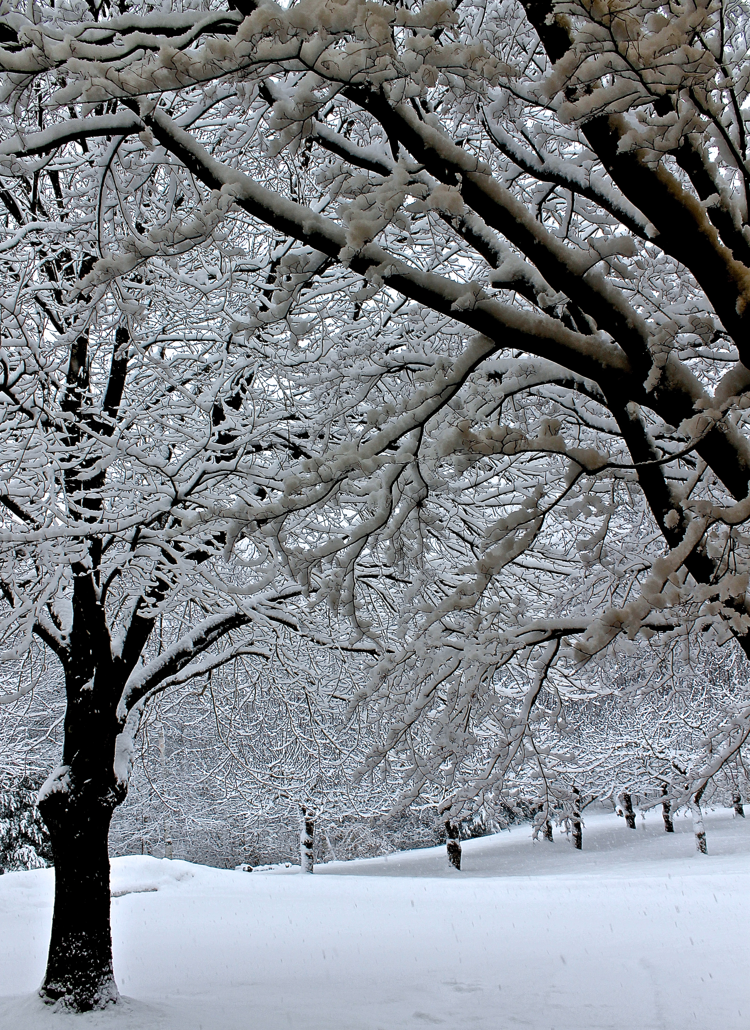 Looking Out At The Front Orchard Covered In Thick Wet Snow