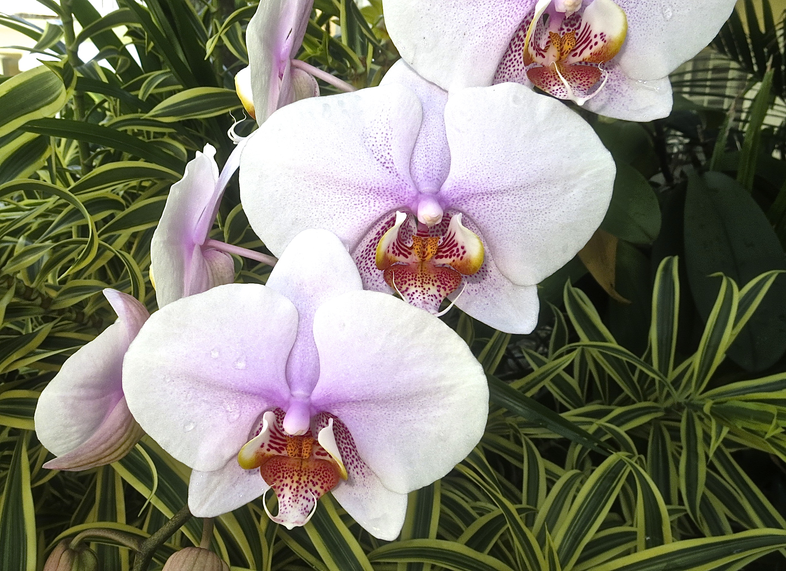 Orchids In The Poolside Gardens