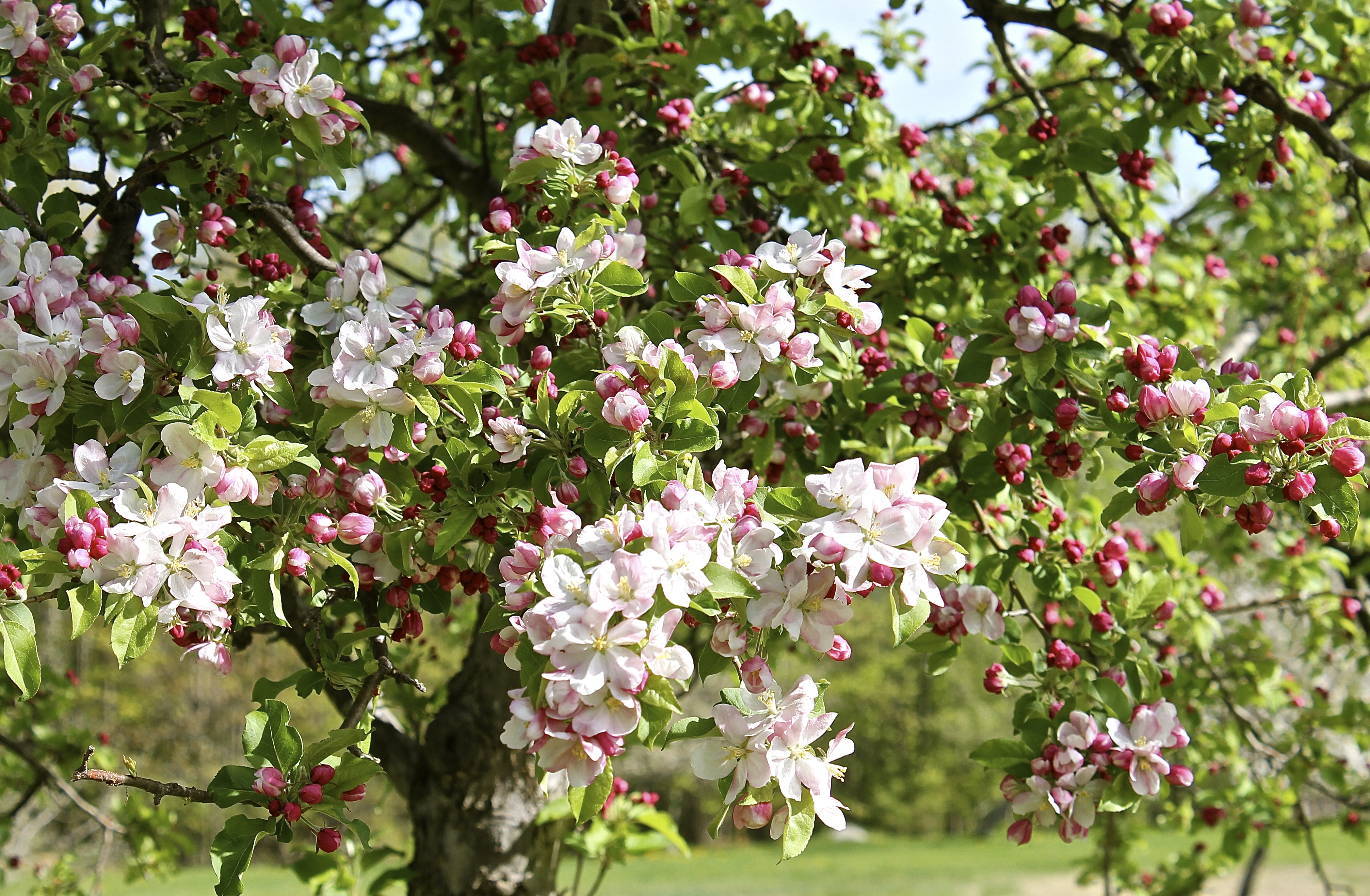Apple Blossoms As A Sure Sign That Spring Has Arrived