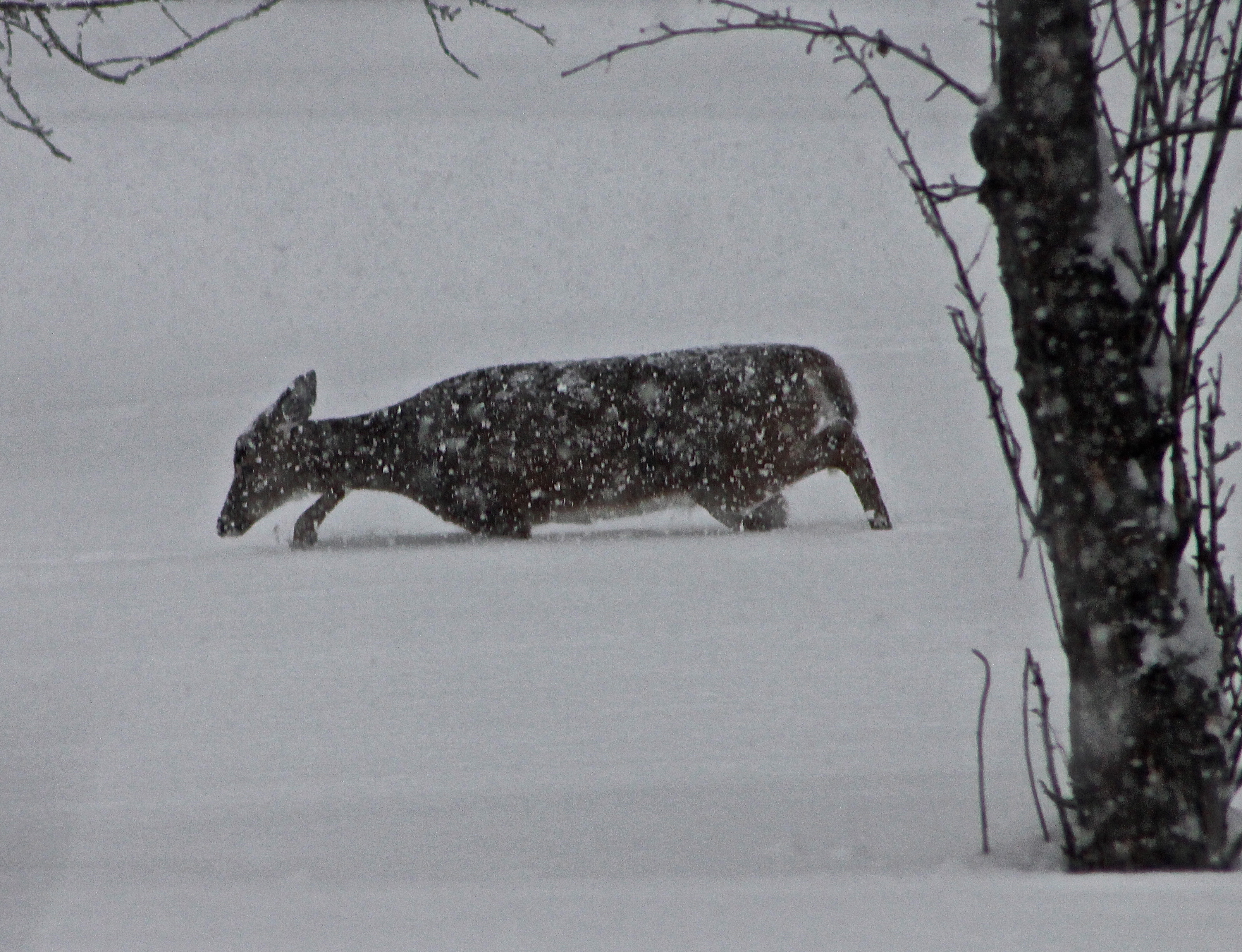 Deer Out In A Snowstorm Looking For Food In Our Orchard