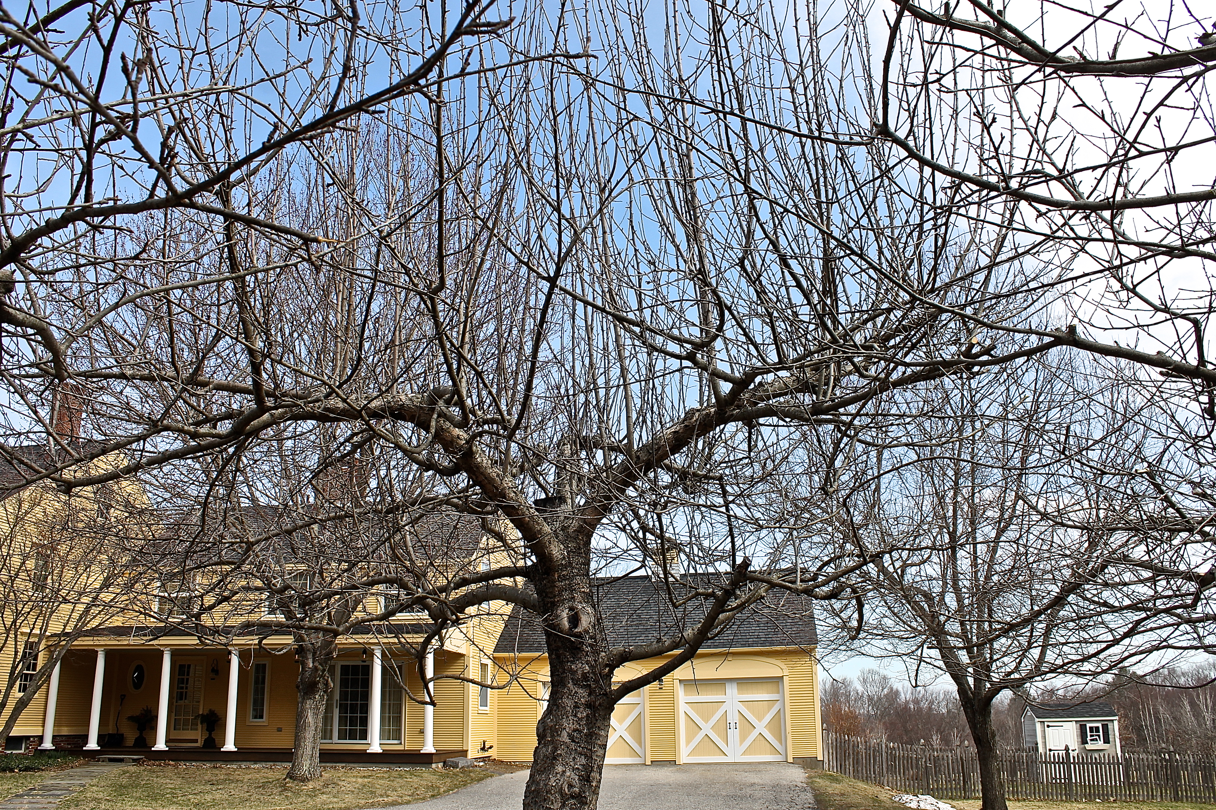 An Apple Tree In Need Of Pruning
