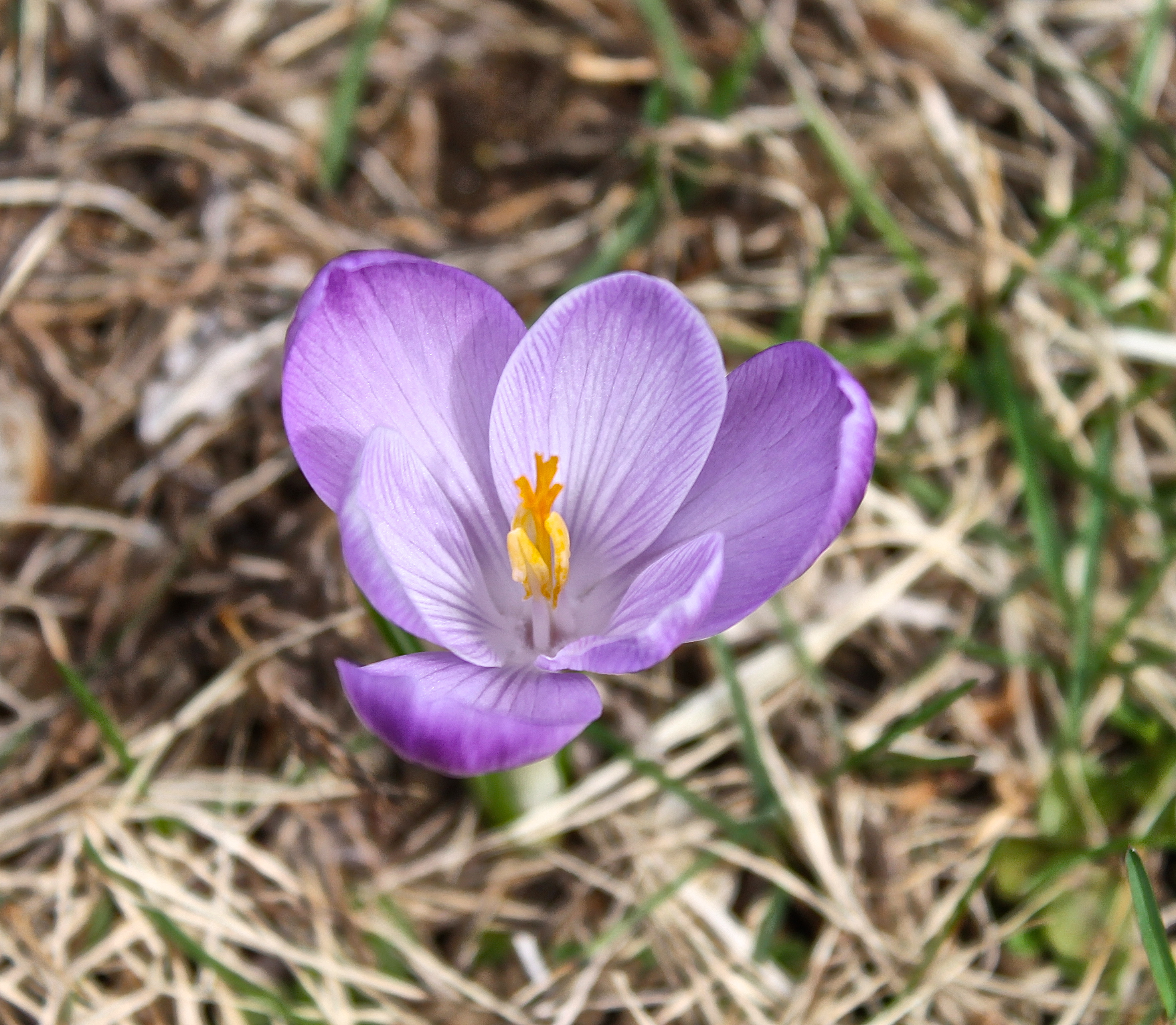 The First Blossom Of Spring Popped Up In The Middle Of The Front Yard