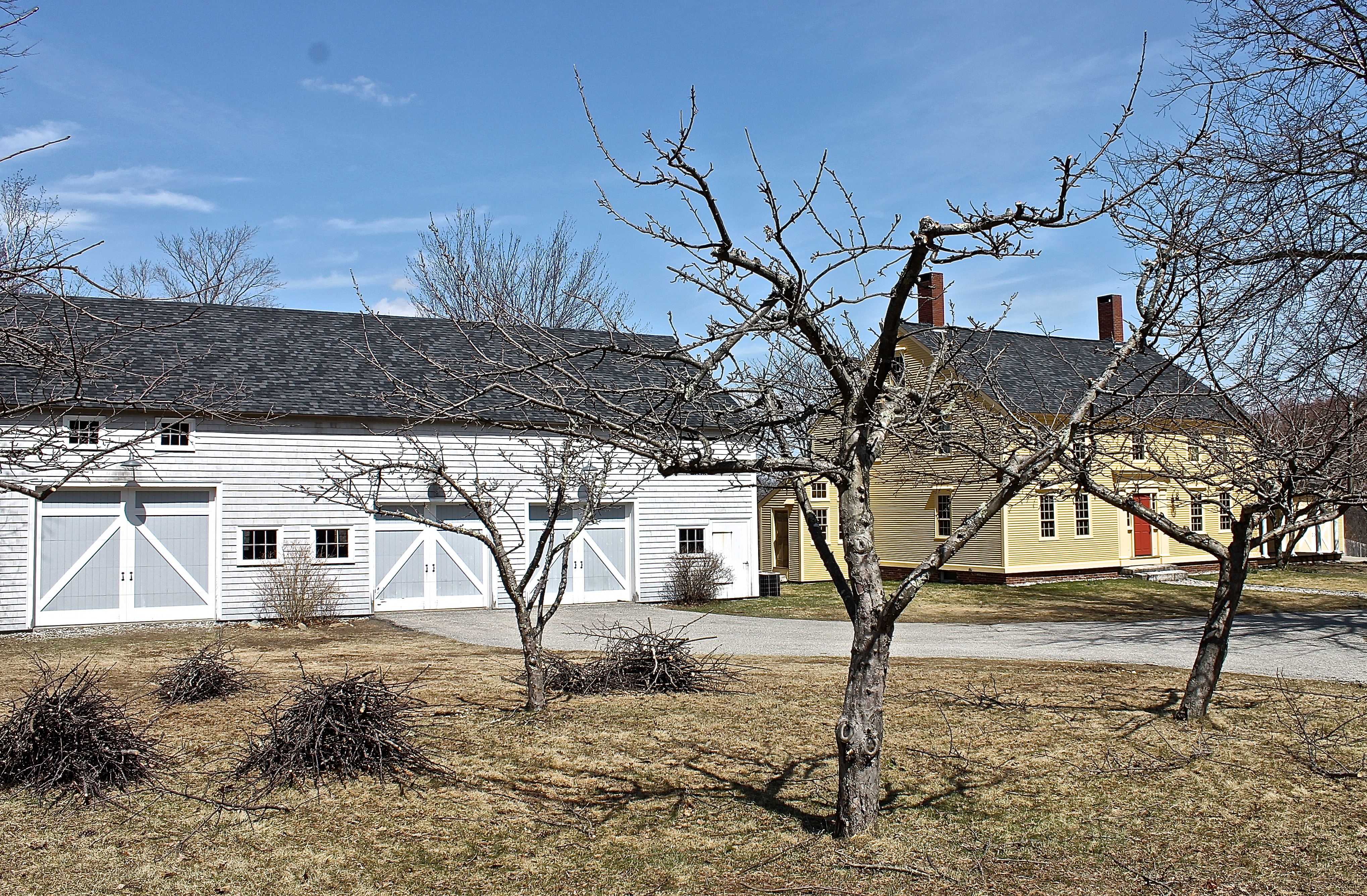 Pruned Apple Trees Ready For A New Growing Season