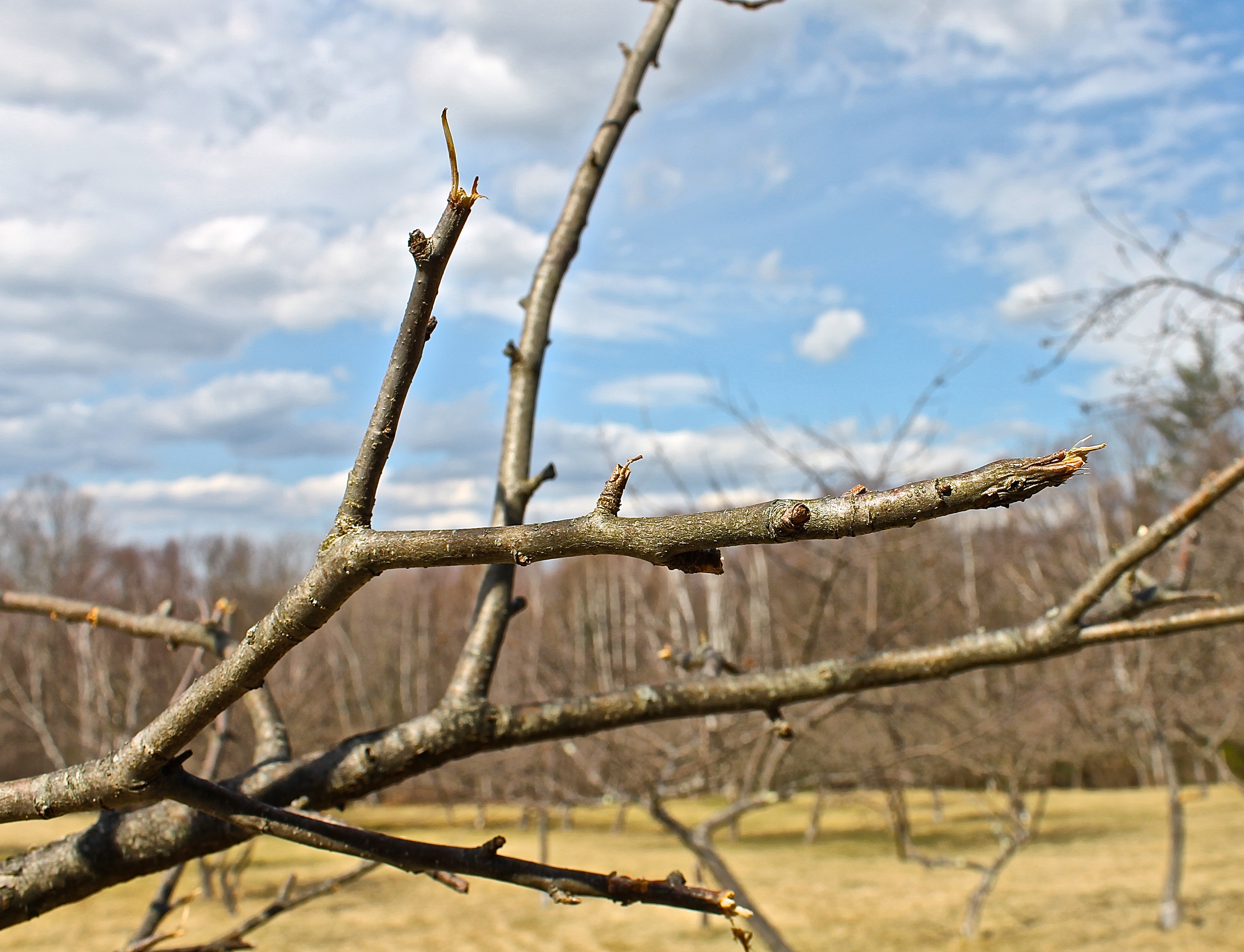 Damage To The Branches Of Apple Trees Caused By Deer