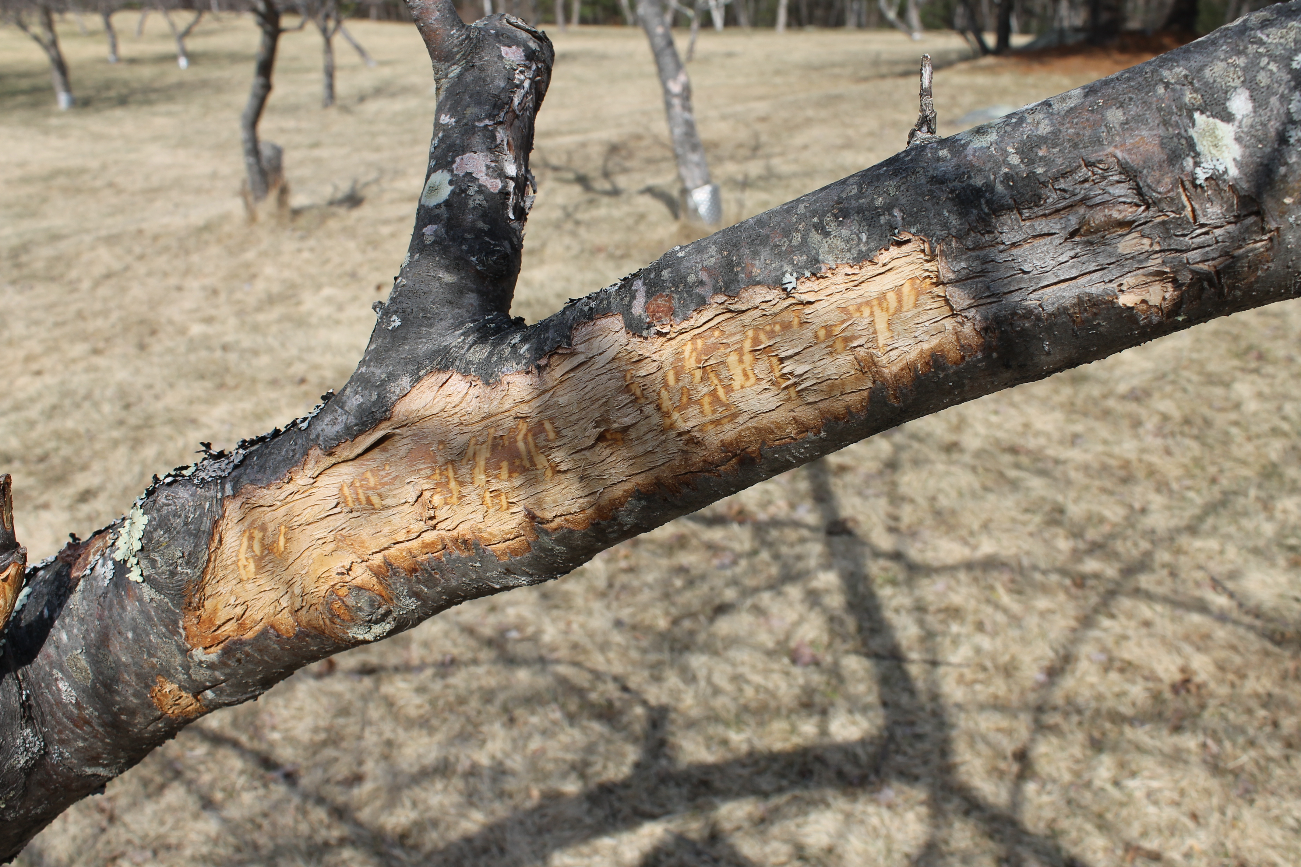 Bark Stripped Off Apple Tree By Deed