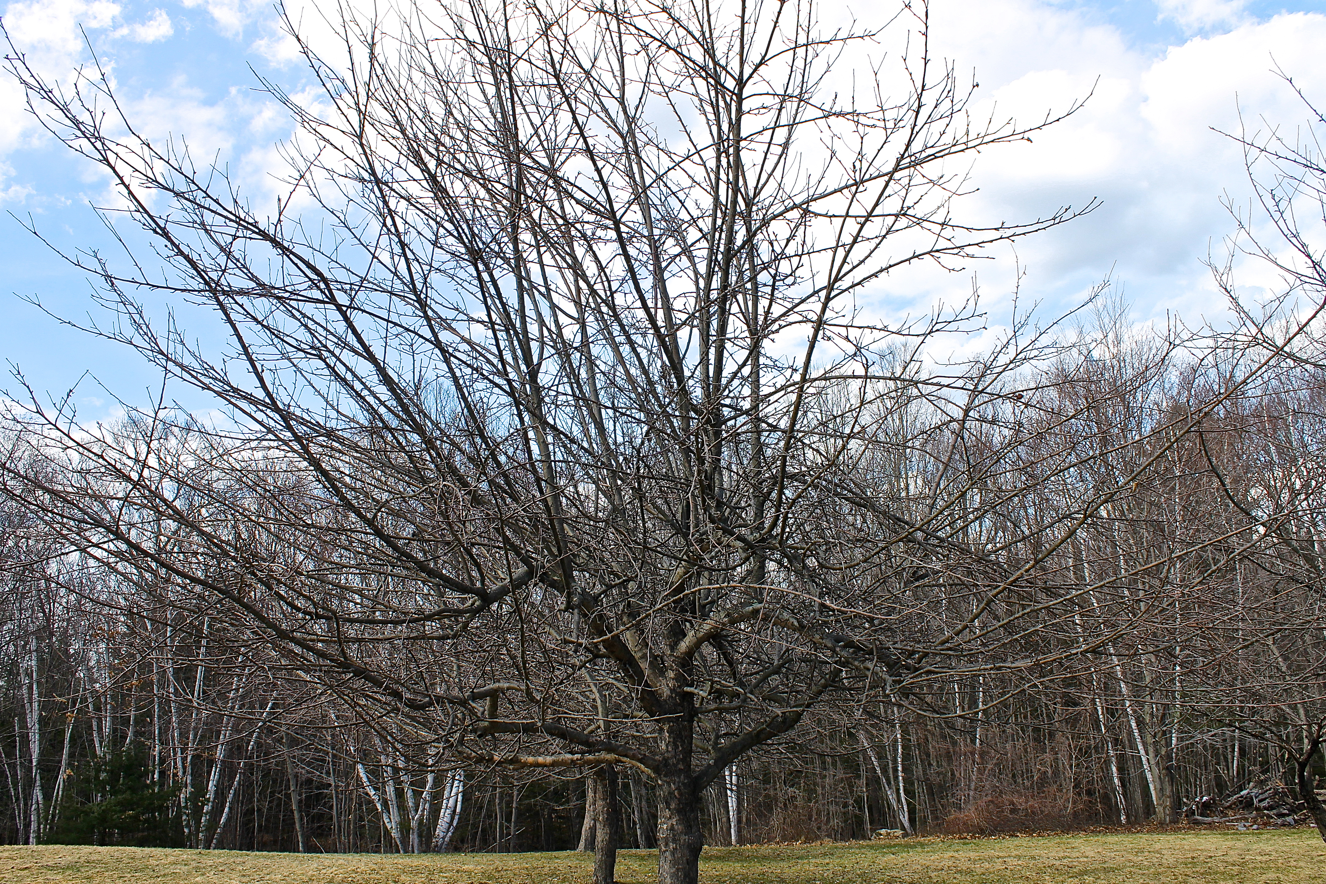 This Twenty Year Old Baldwin Apple Tree Will Need To Be Pruned With A Chainsaw And Polesaw