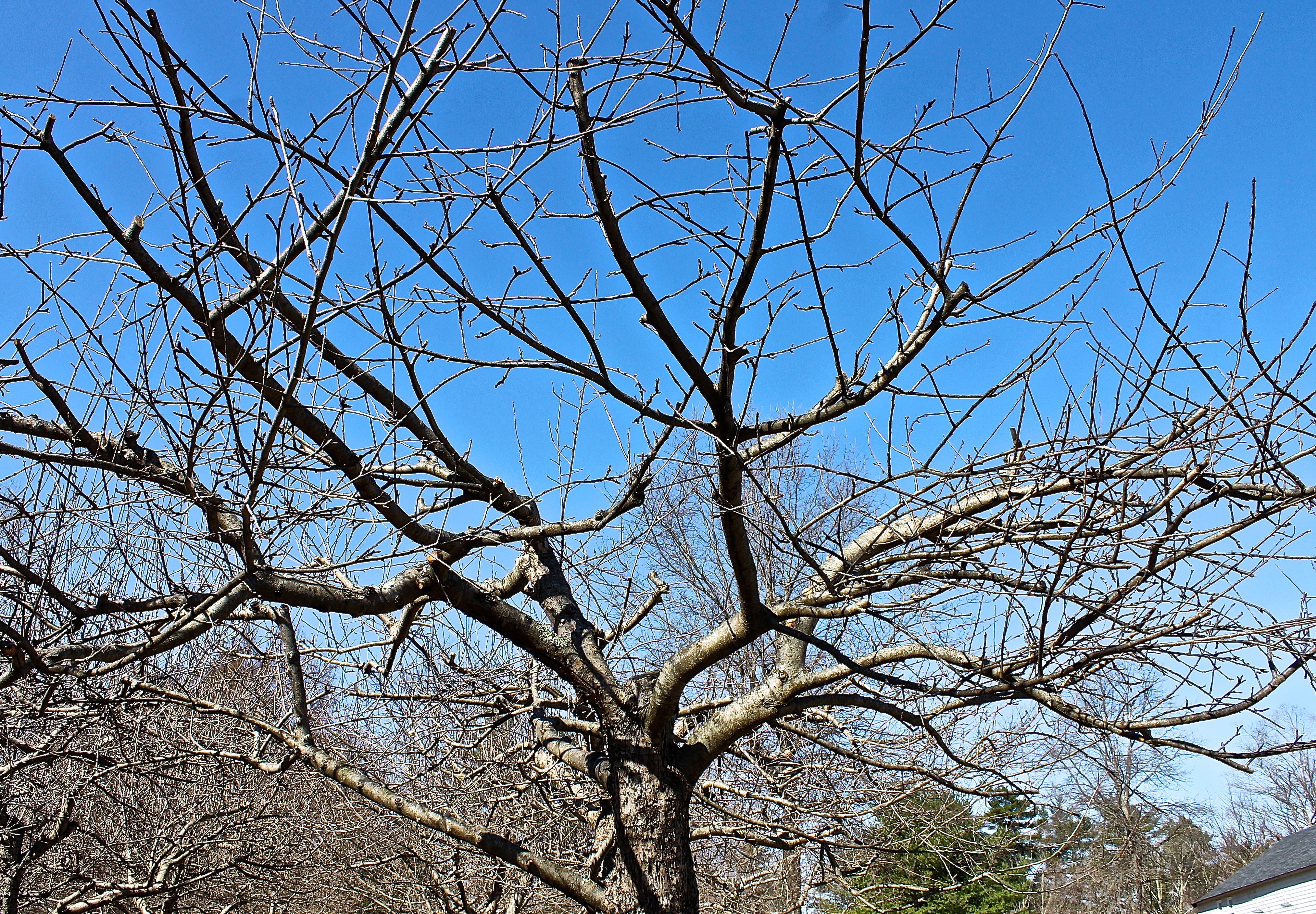 The Same Apple Tree After Pruning