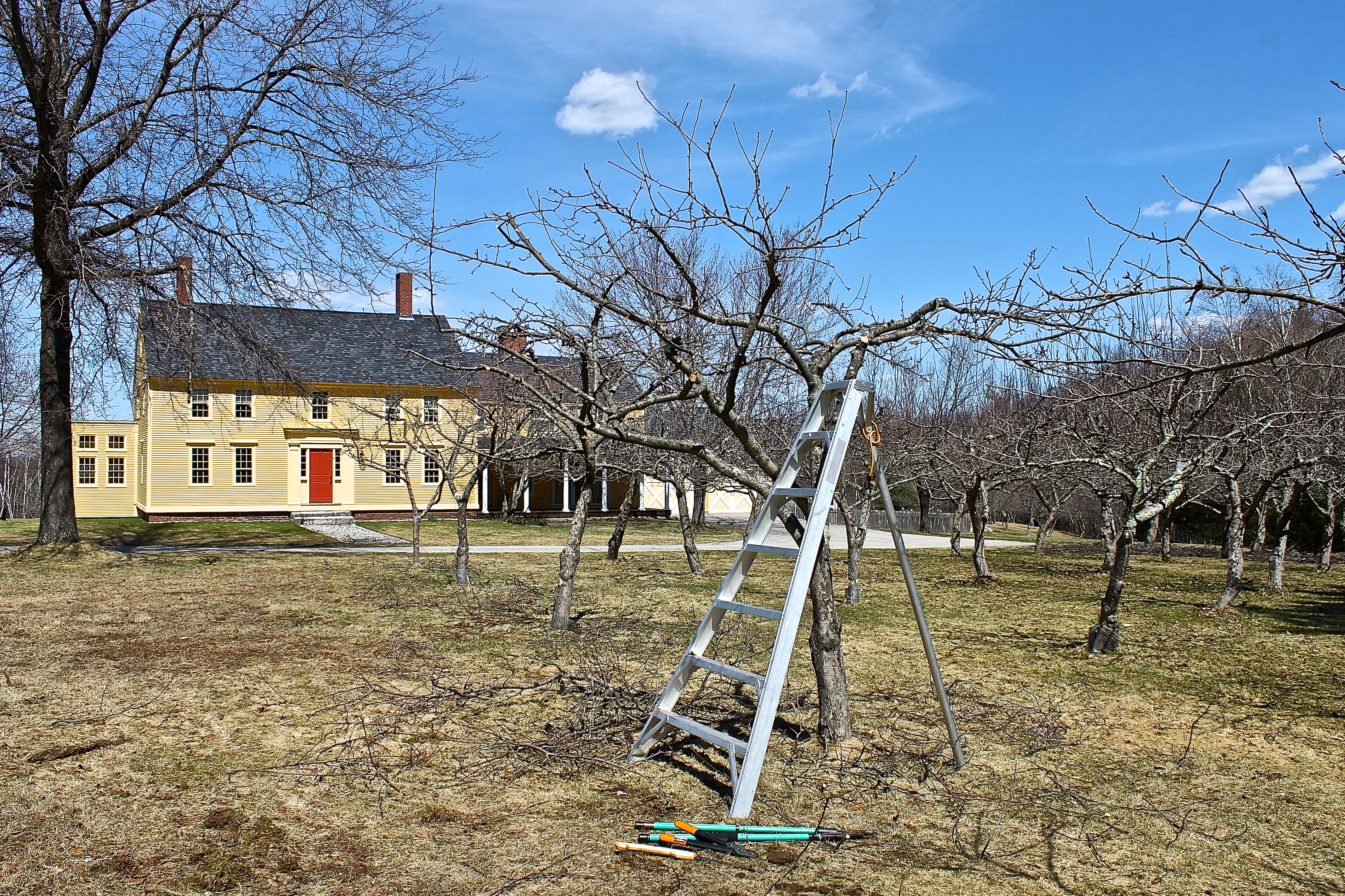 An Apple Ladder Is Study Enough To Safely Prune Tall Apple Trees