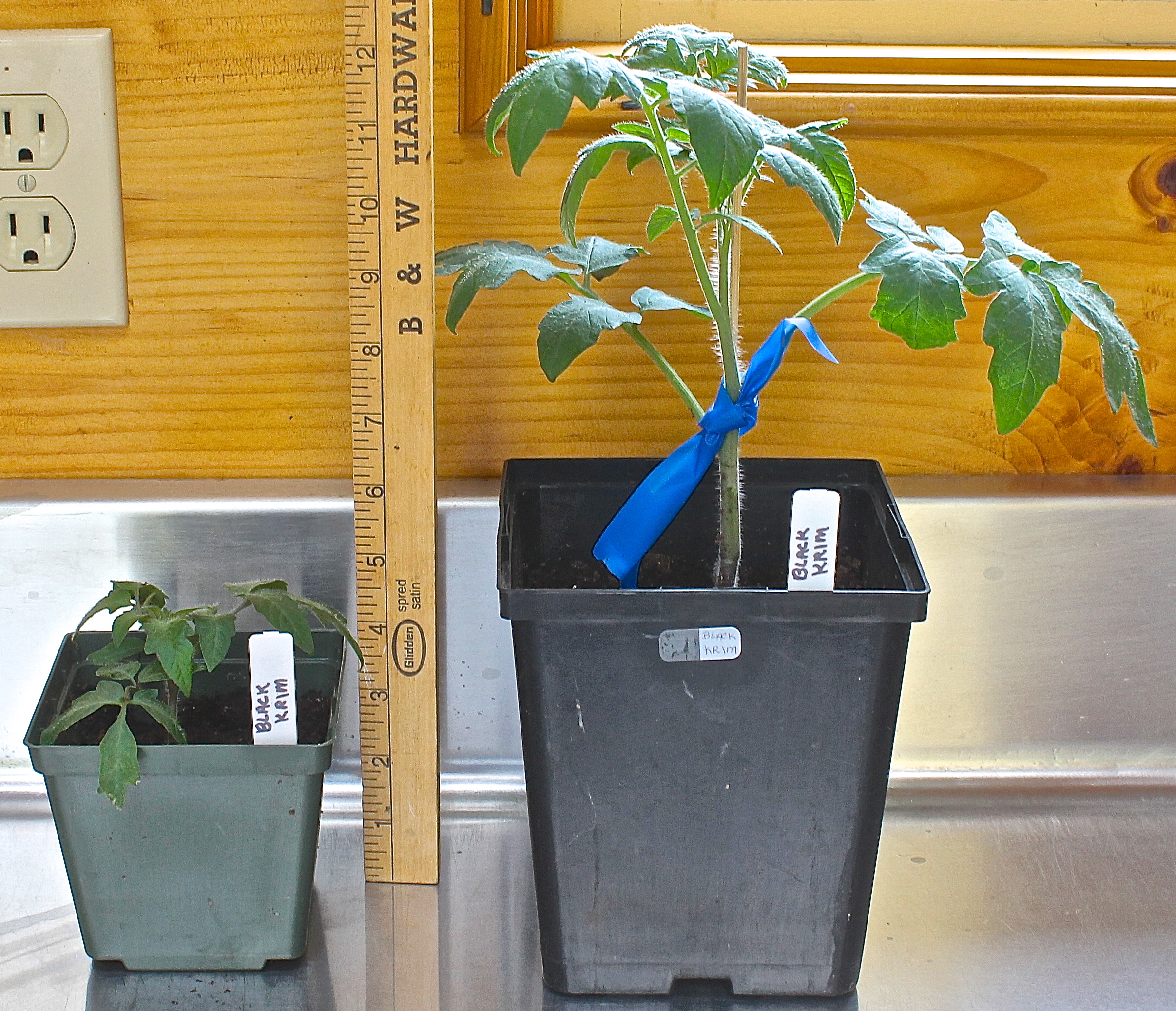 Transplant Into 4 And 6 Inch Pots According To Growth Rate