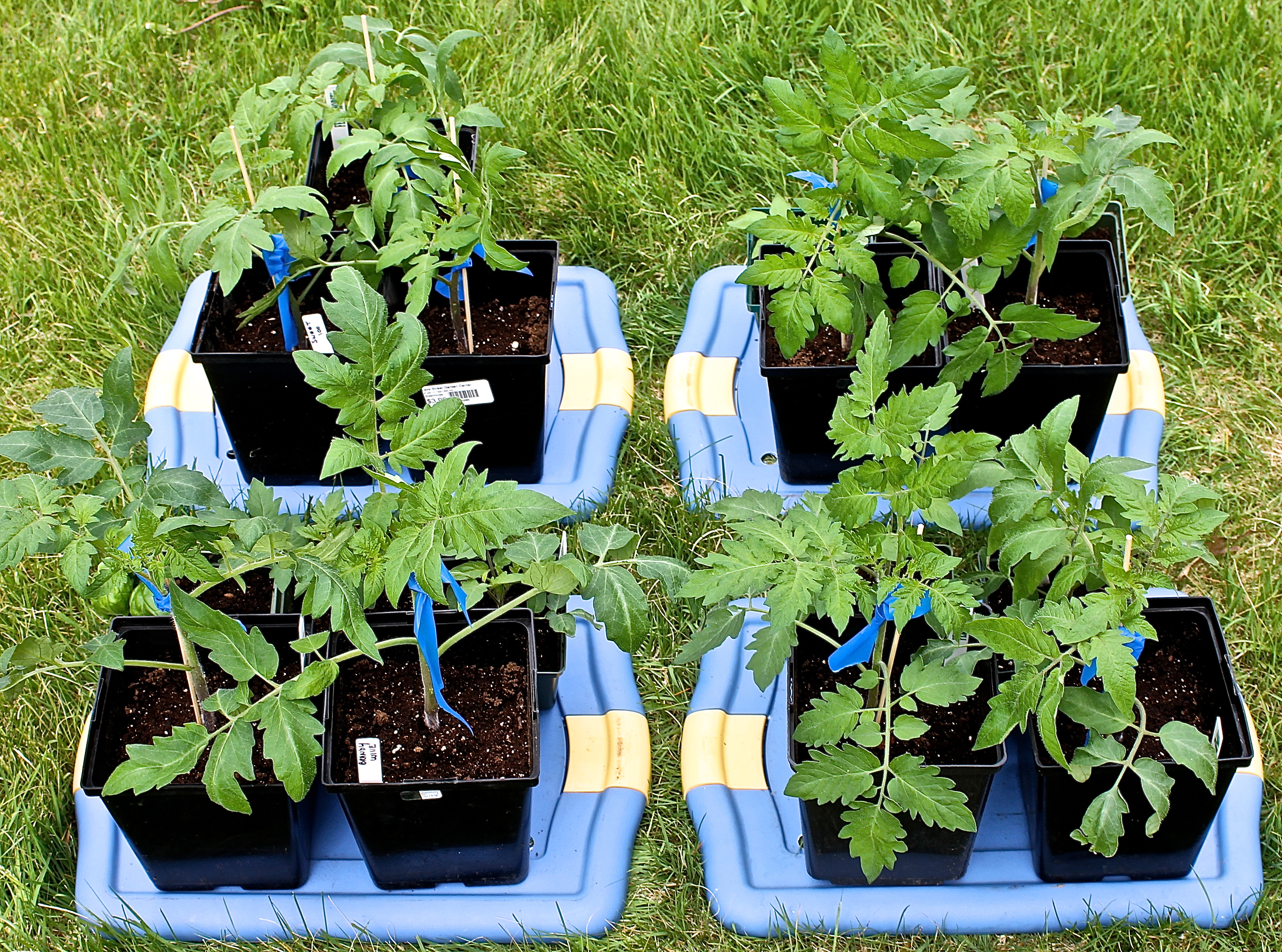 Harden Off The Tomato Plants Outside For Several Hours Each Day BeFore Planting In The Garden