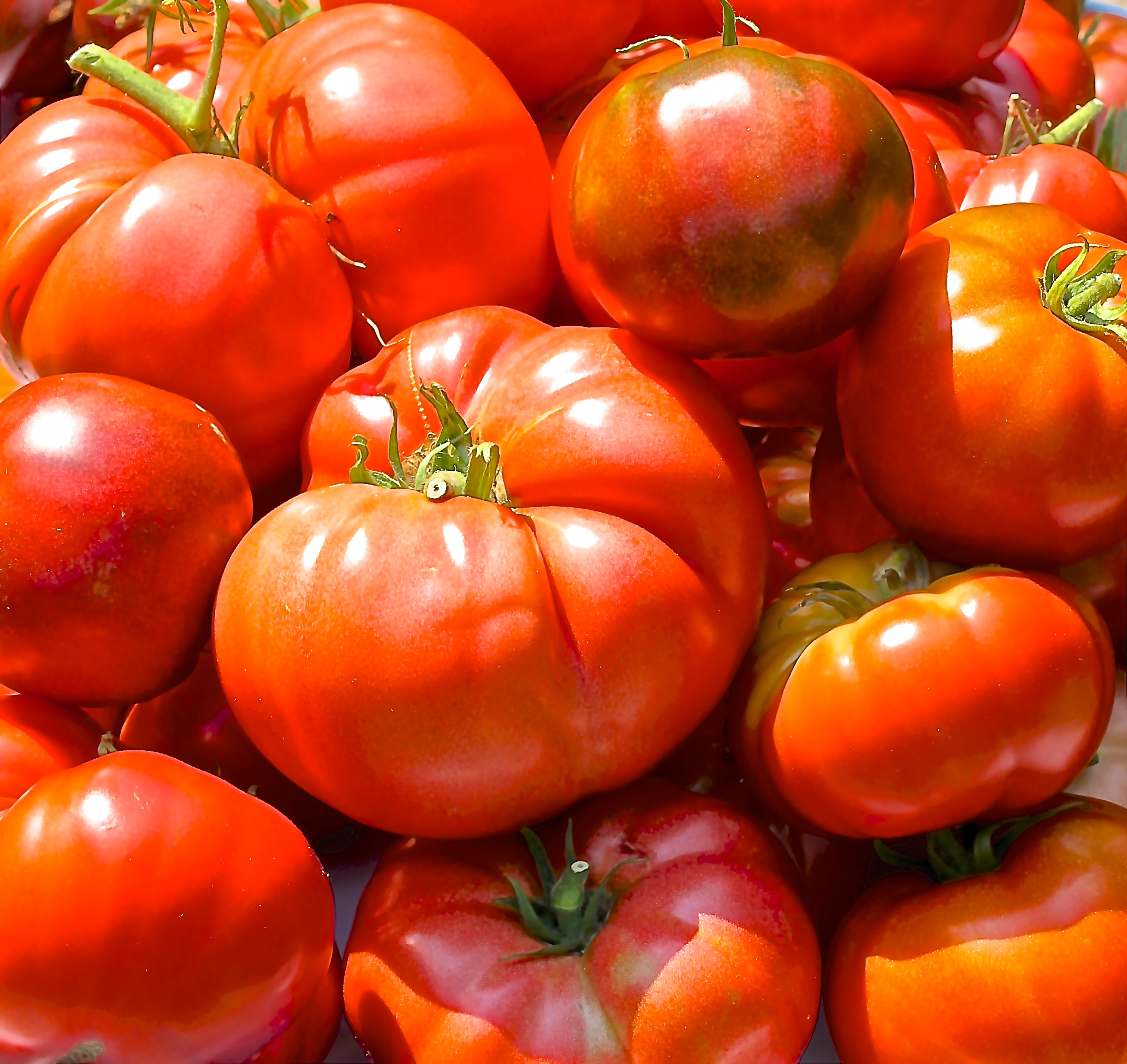 garden fresh tomatoes