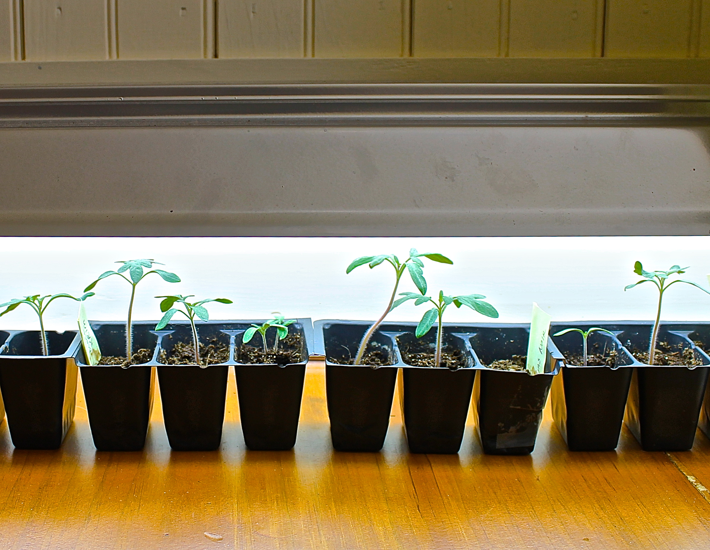 Tomato Seedlings Under Florescent Light