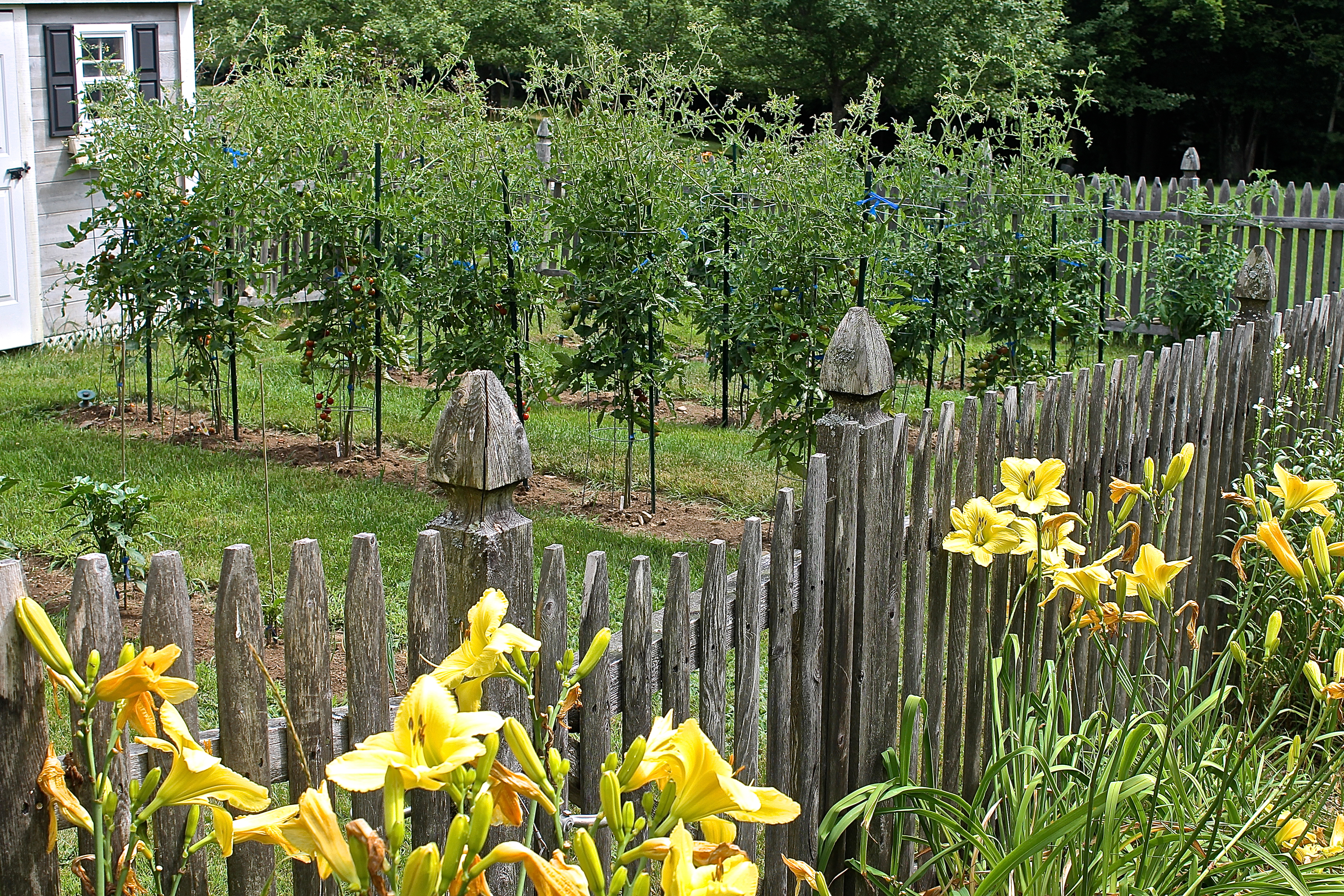 How Does Your Garden Grow…With Tomatoes All In A Row