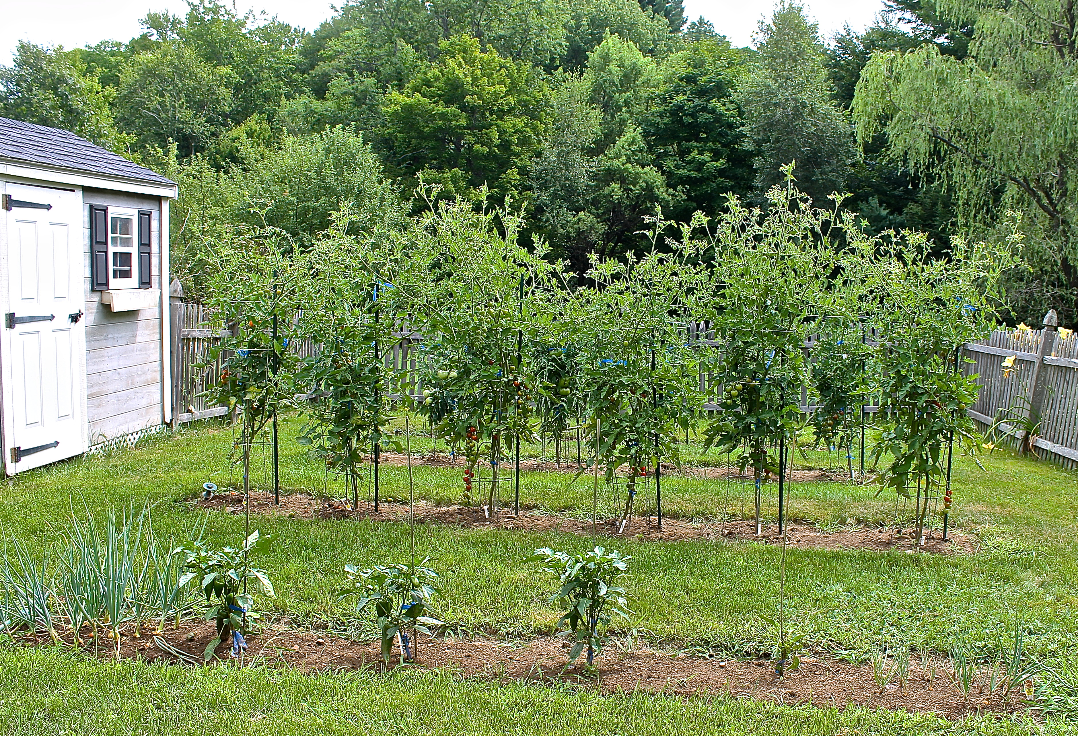 Inside The Garden Are Four Rows Planted With Tomatoes, Peppers And Shallots