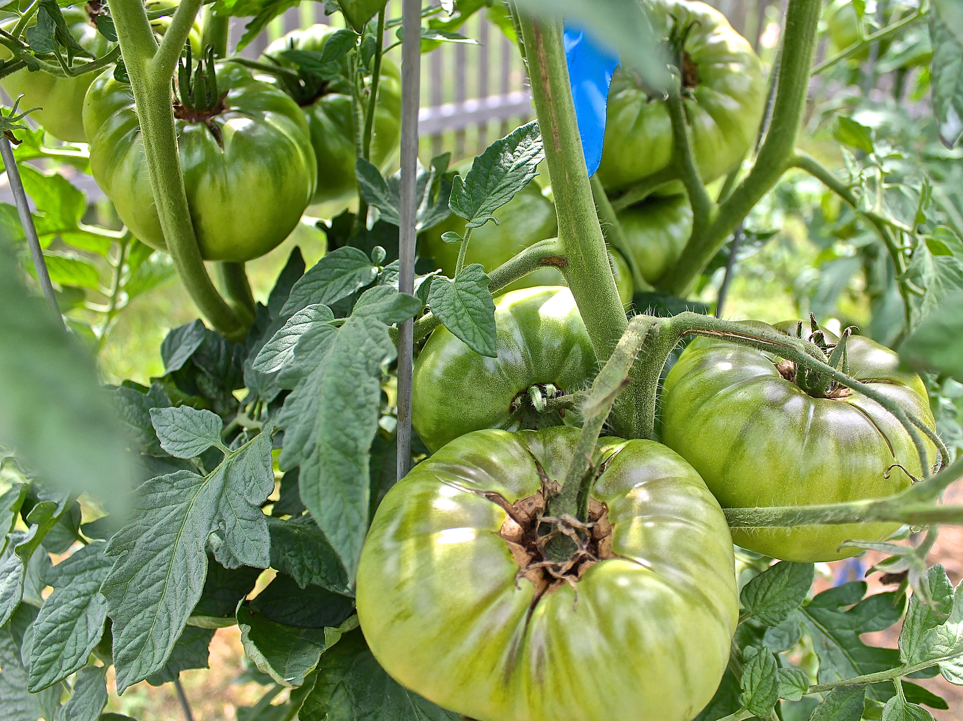 Patiently Waiting For Tomatoes To Ripen