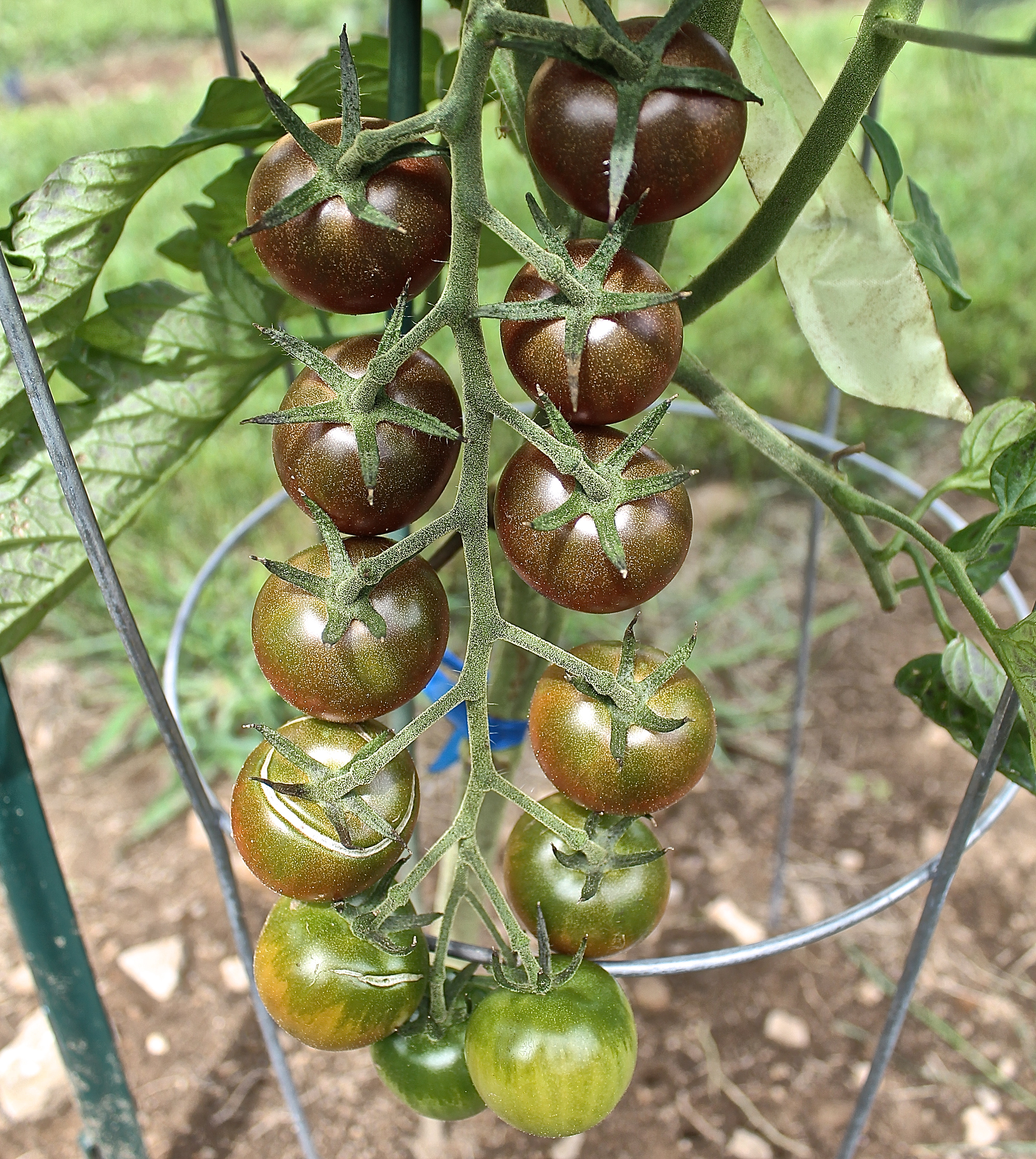 Black Cherry Tomatoes
