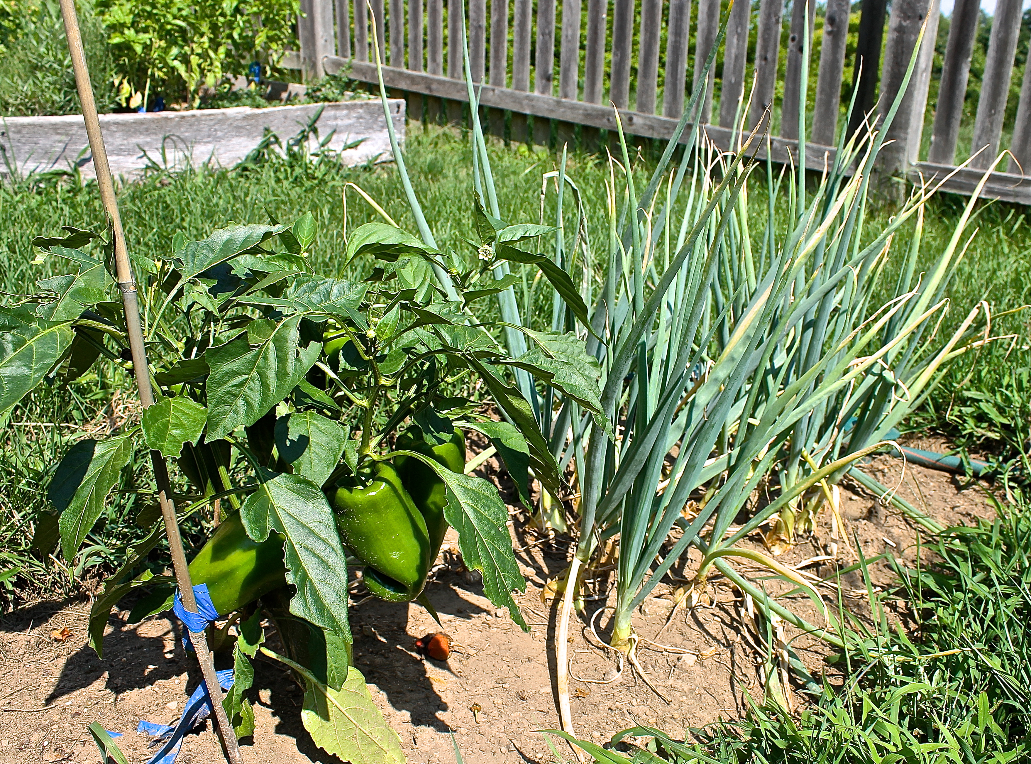 Italian Frying Pepper Plants And Shallots