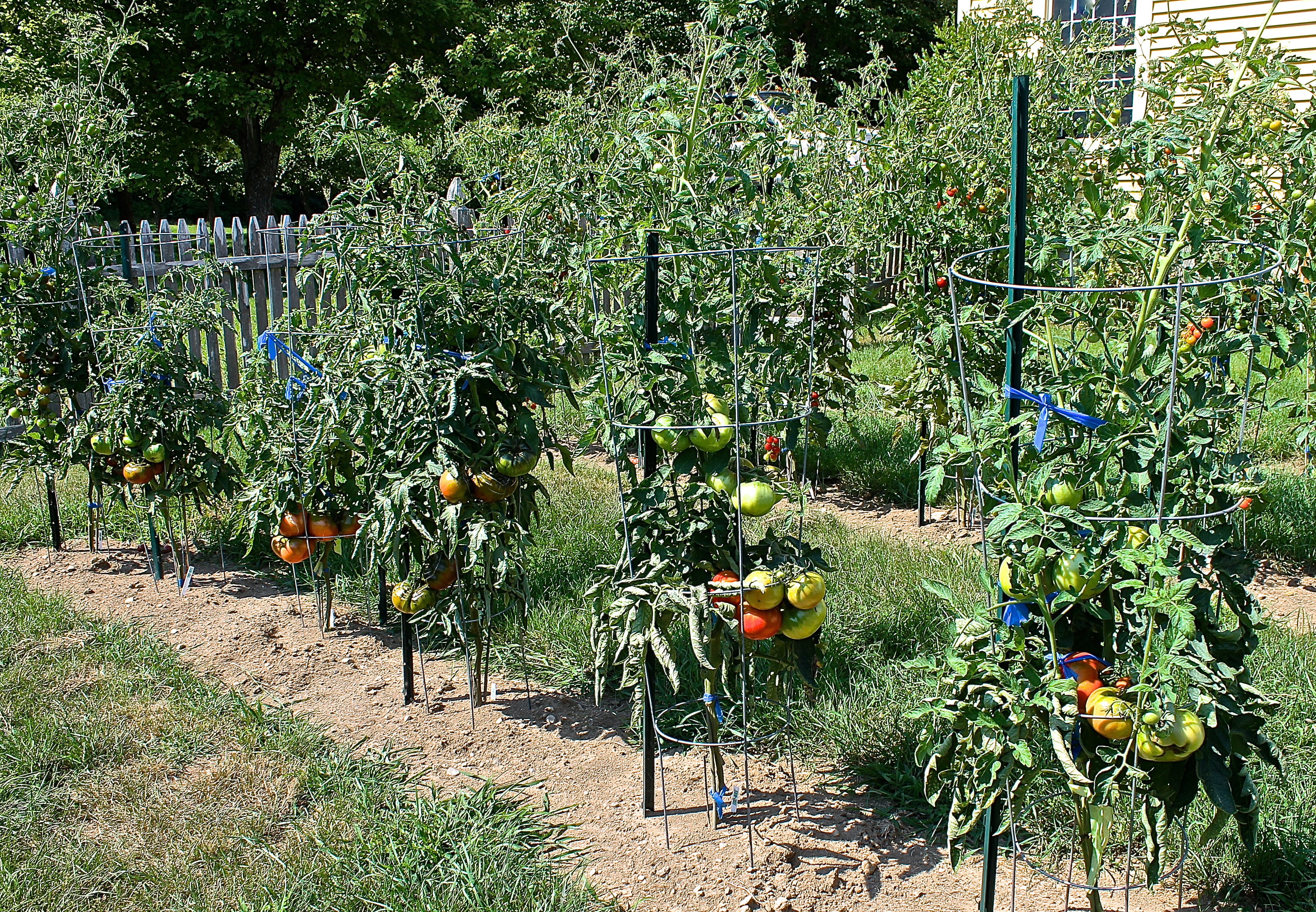 Heirloom Tomatoes Starting To Ripen In The Warm Summer Sun