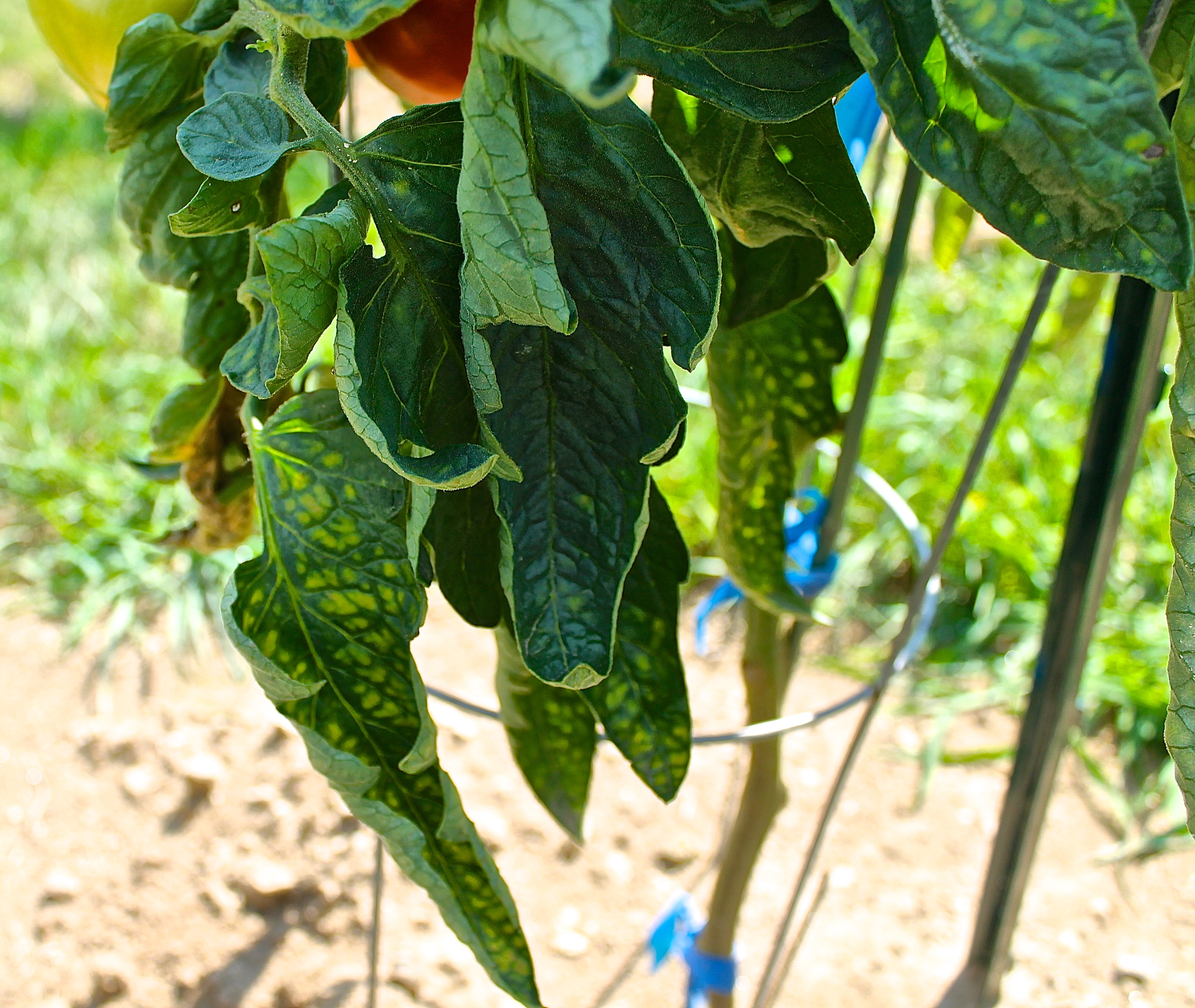 Leaves That Develop Spots Are Cut Off To Help Prevent Spreading Of Disease