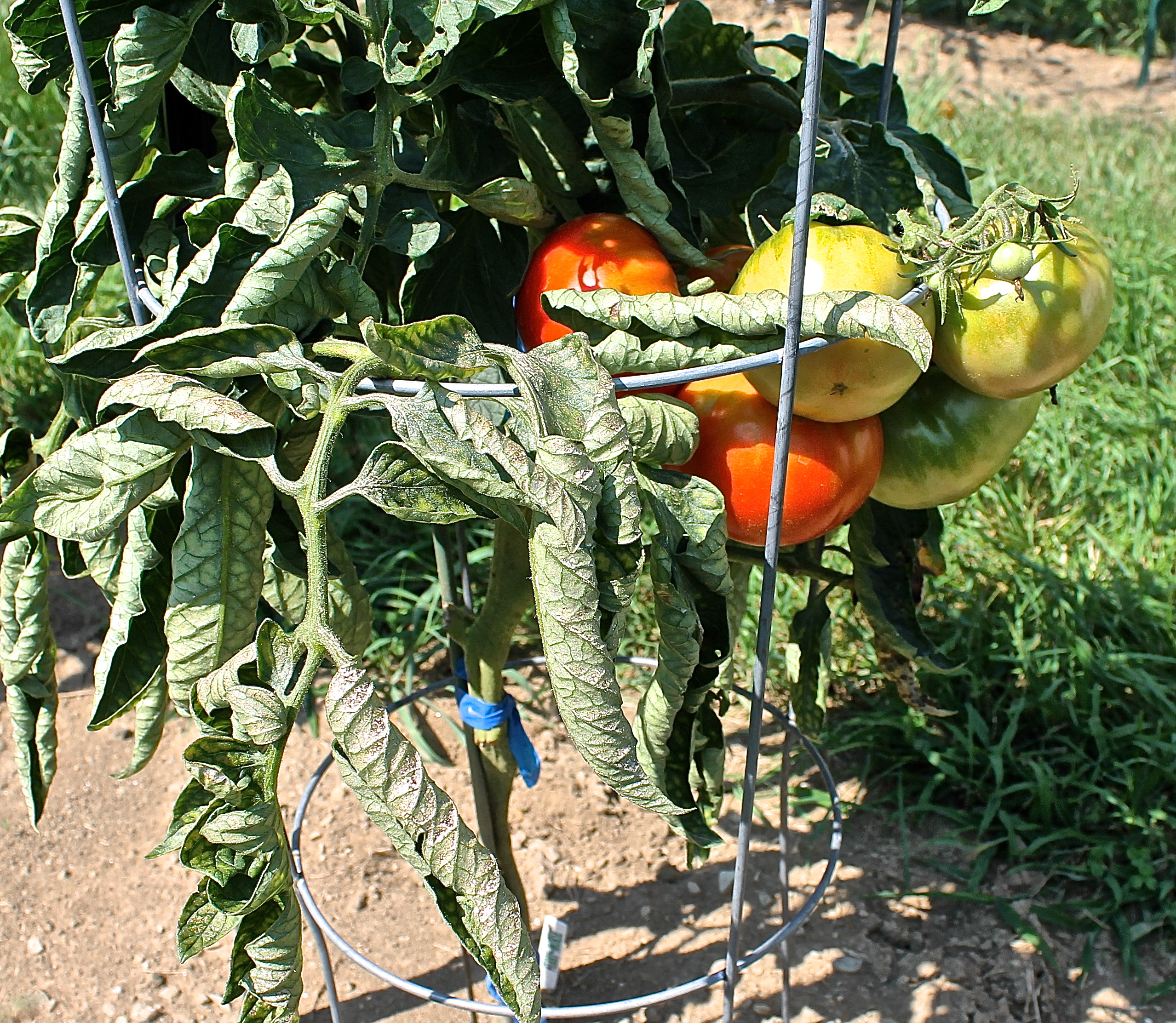 Leaf Curl On The Heirloom Tomato Plant