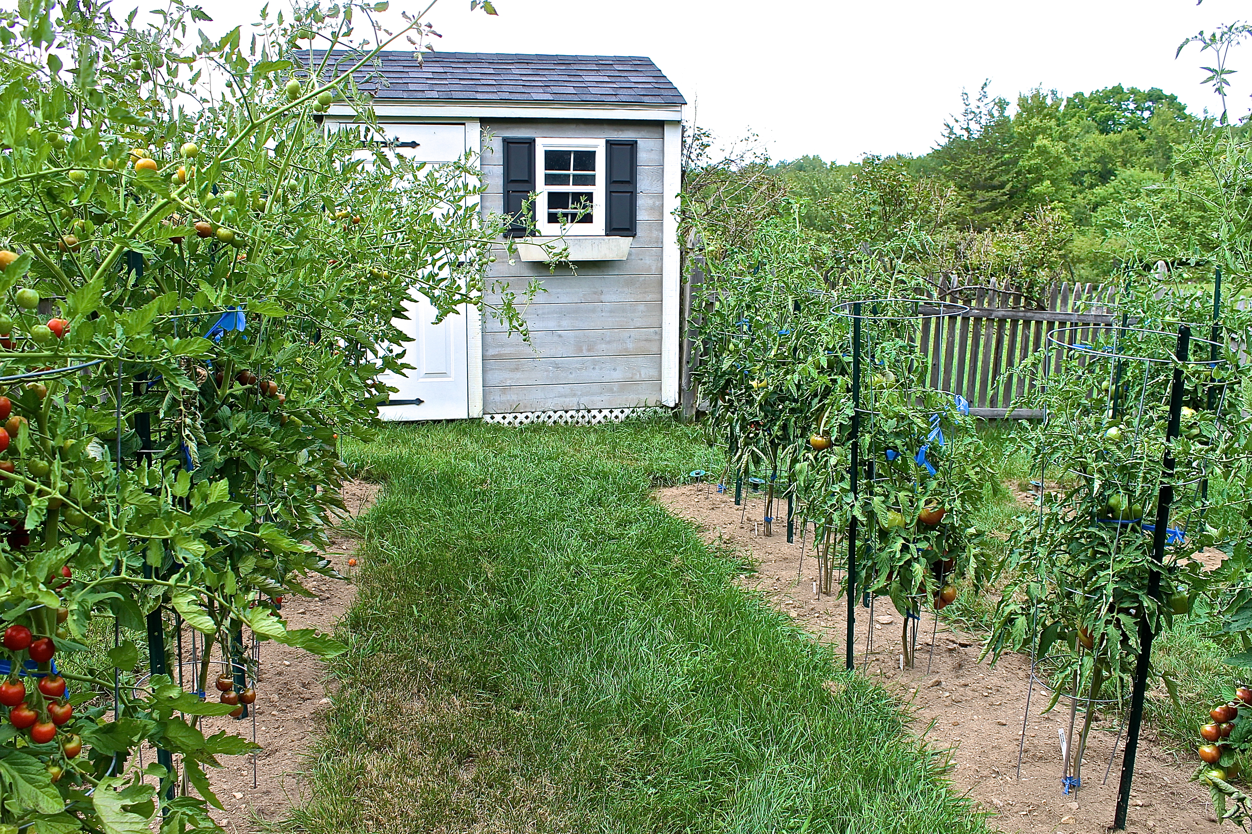 The Tomato Plants Differ In Size, The Cherries Over Six Feet While The Heirlooms Are Barely Four Feet Tall