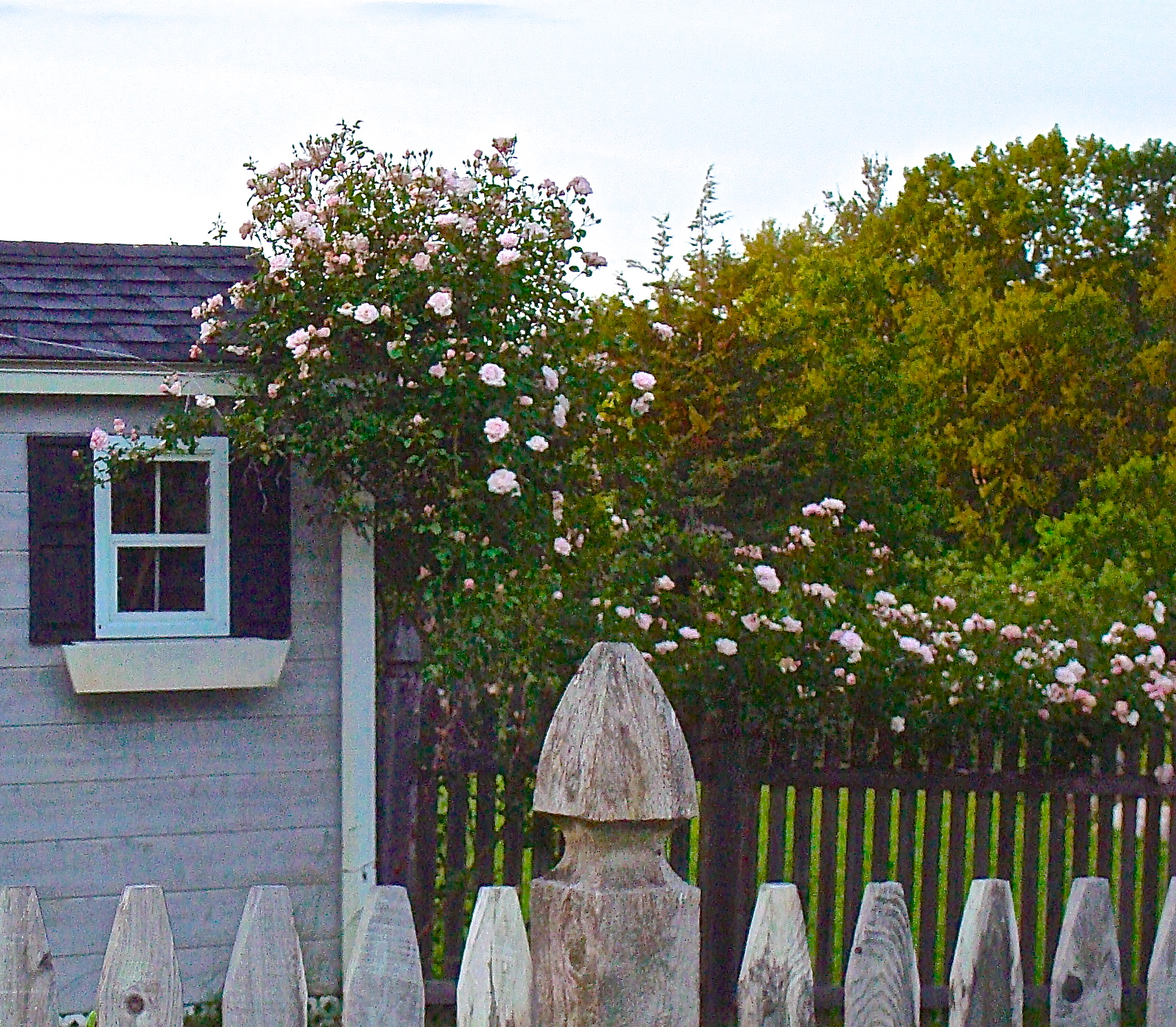 New Dawn Climbing Rose Bush Growing On Garden Shed And Picket Fence
