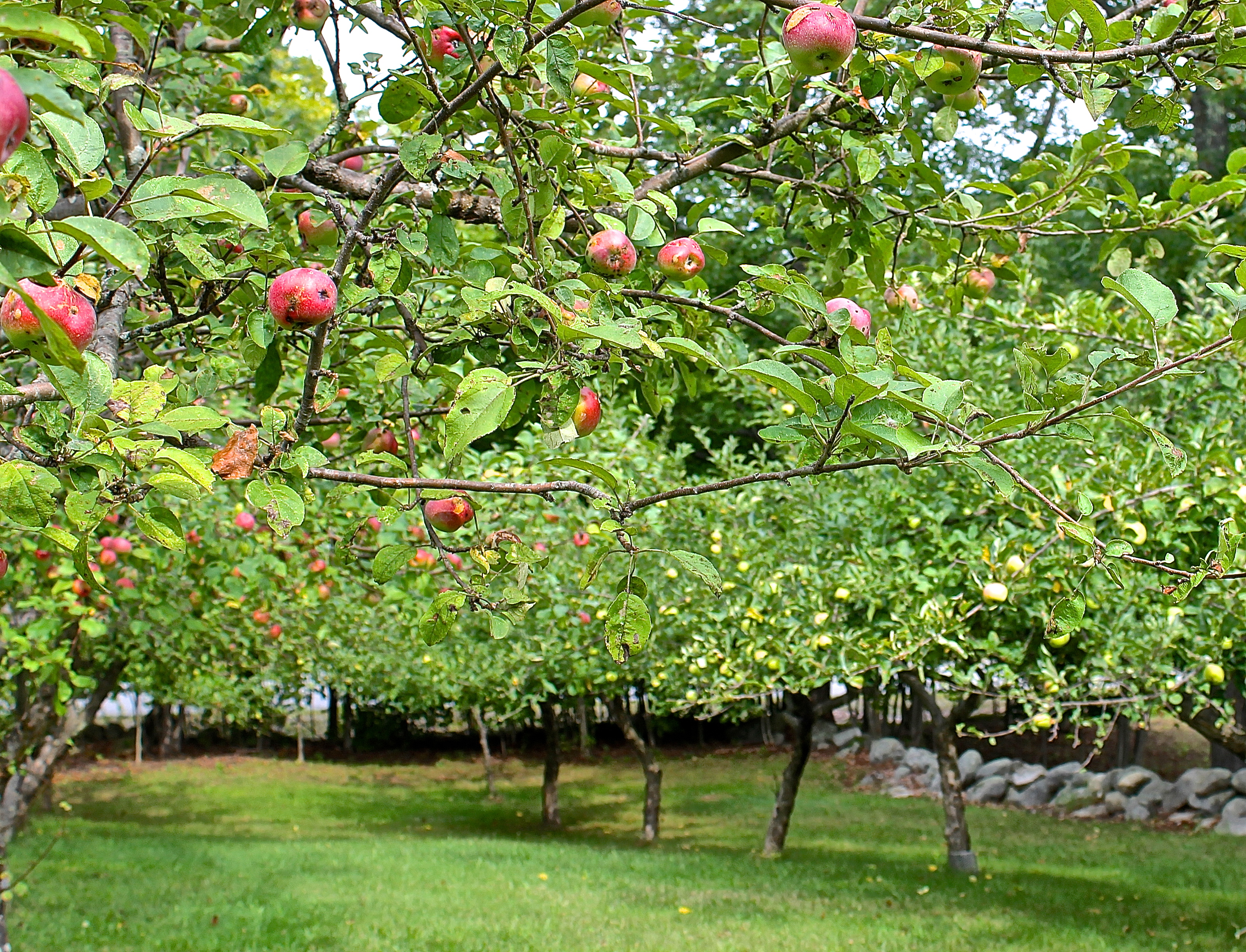 Cortland And Mutzu Apples In Previous Year