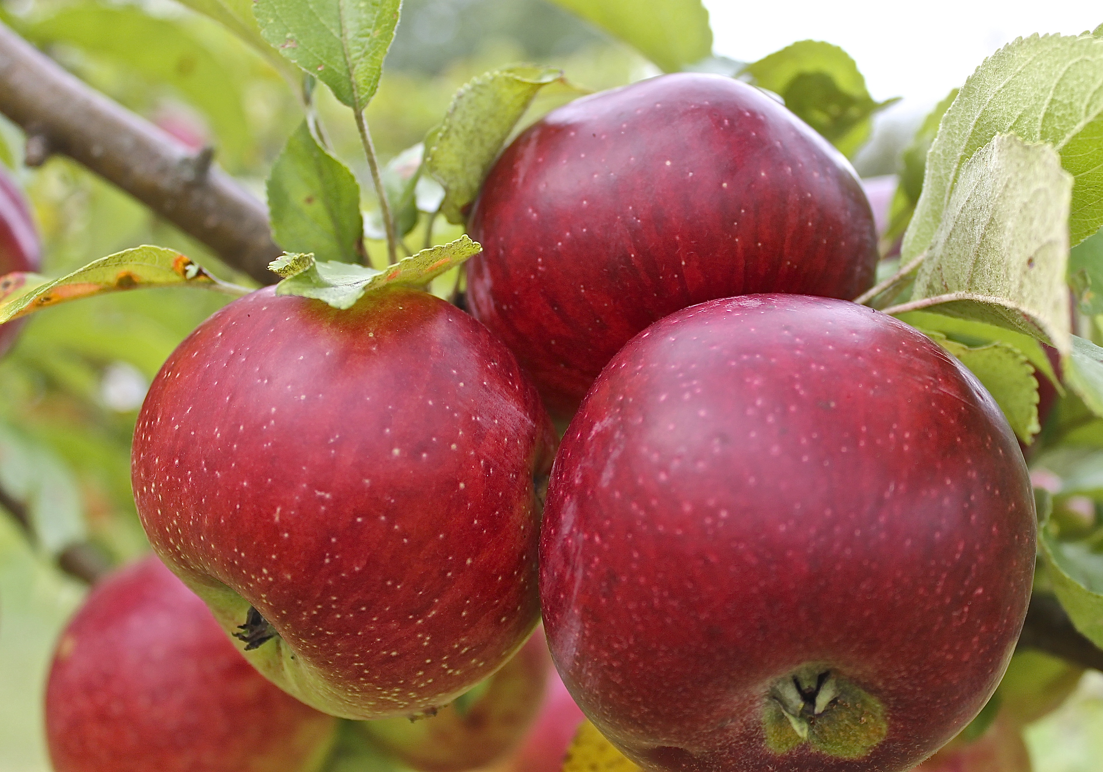 Apples ready for picking