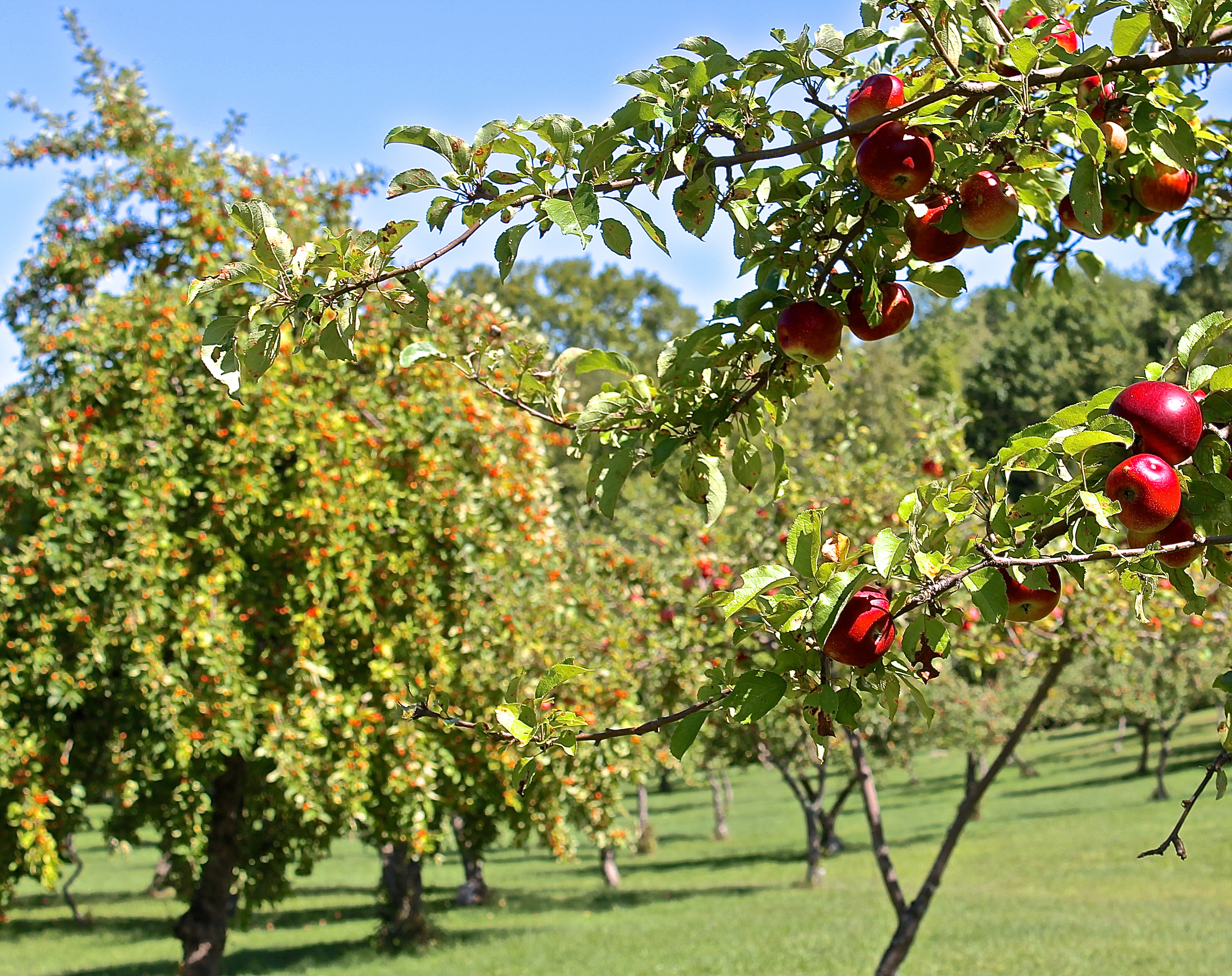 In A Good Year The Trees Are Heavy With Apples