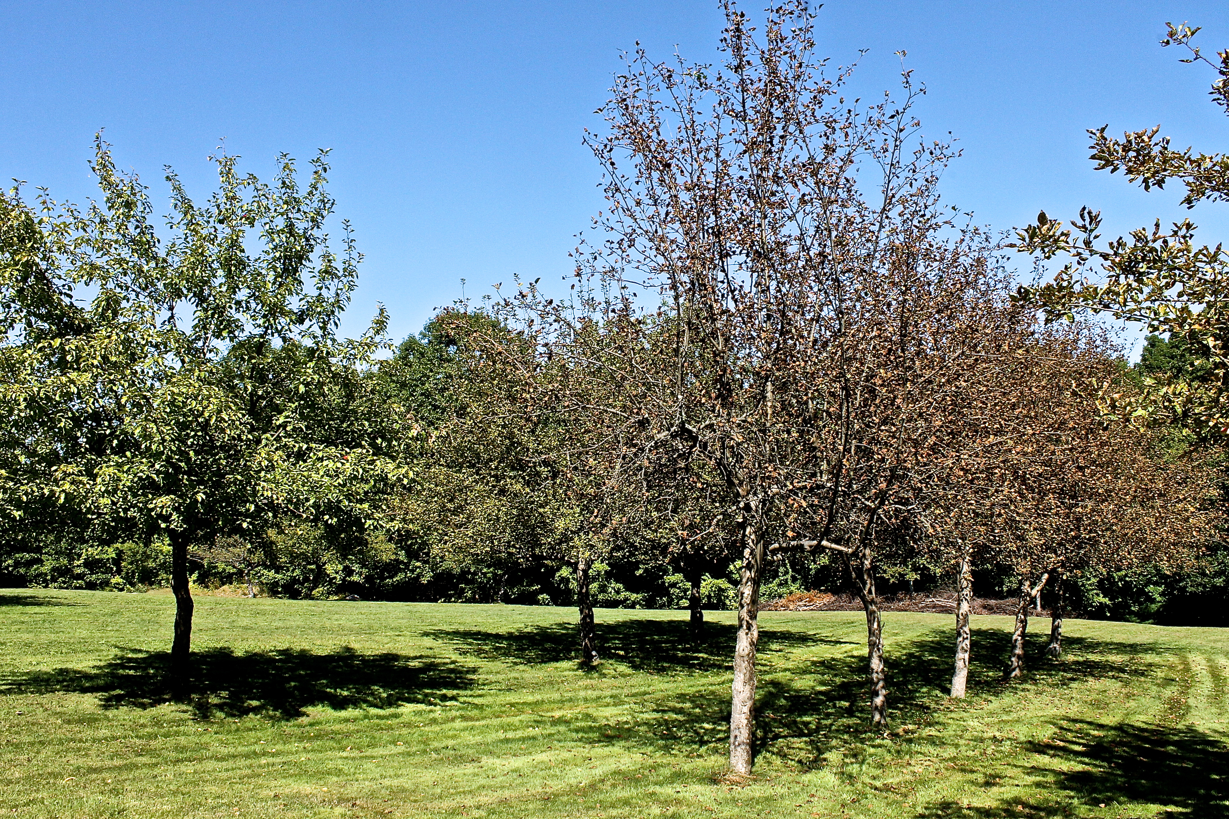 Apple Trees Stressed By The Affects Of Nature Seem  To Be Dying