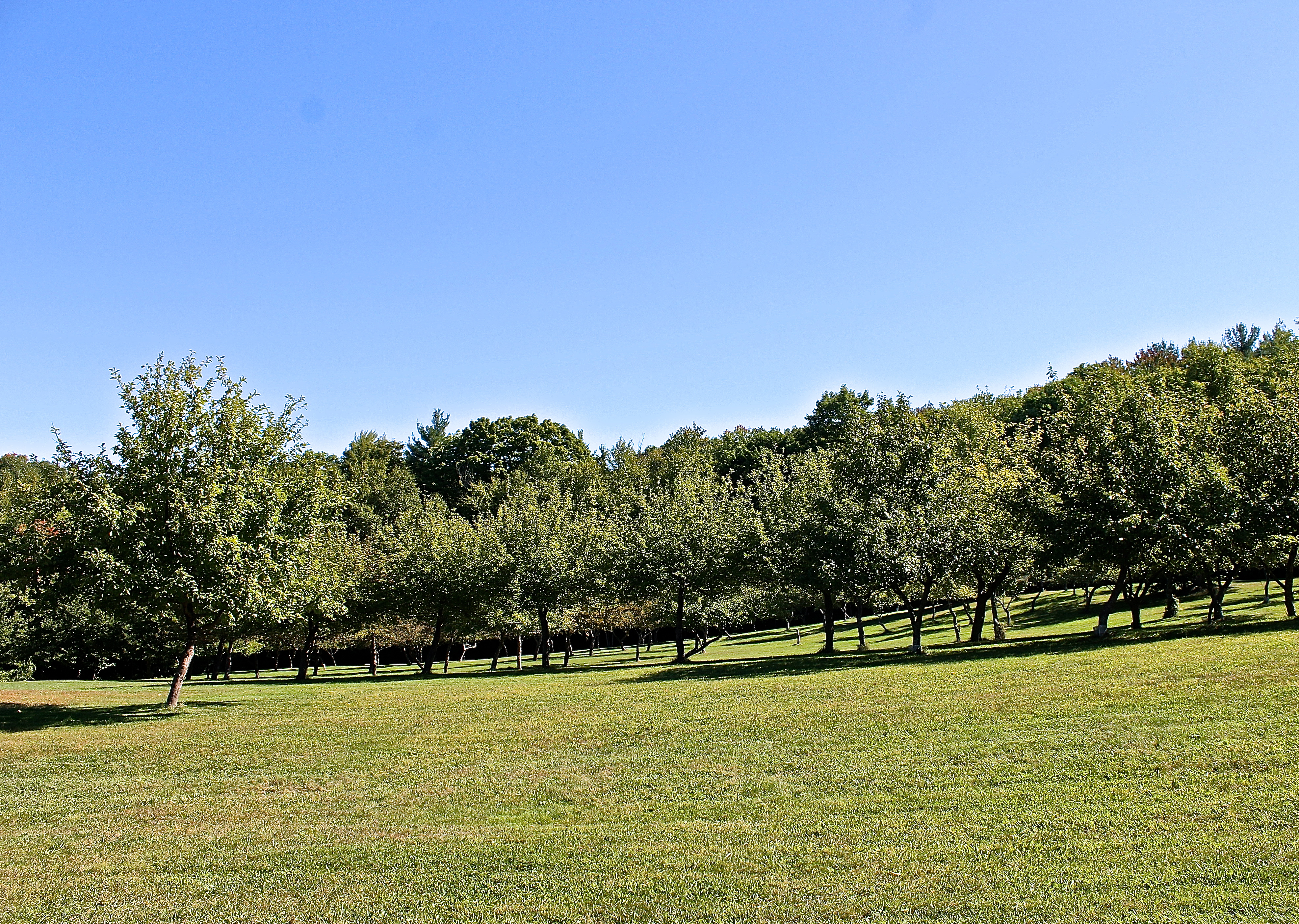 The Back Orchard Looks Like A Park With No Apples On The Trees