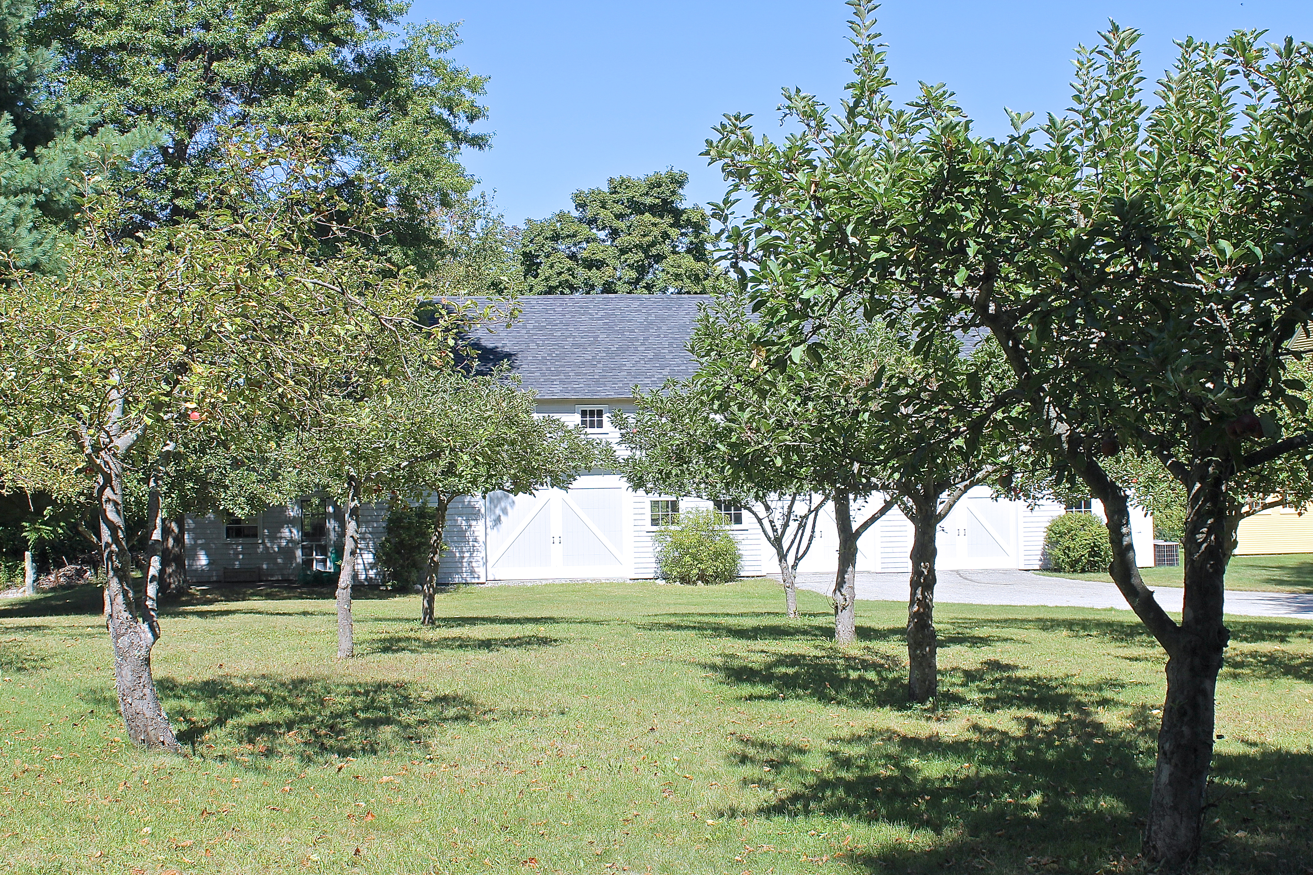 The Trees In The Front Orchard Are Usually  Heavy With Fruit But Not This Year