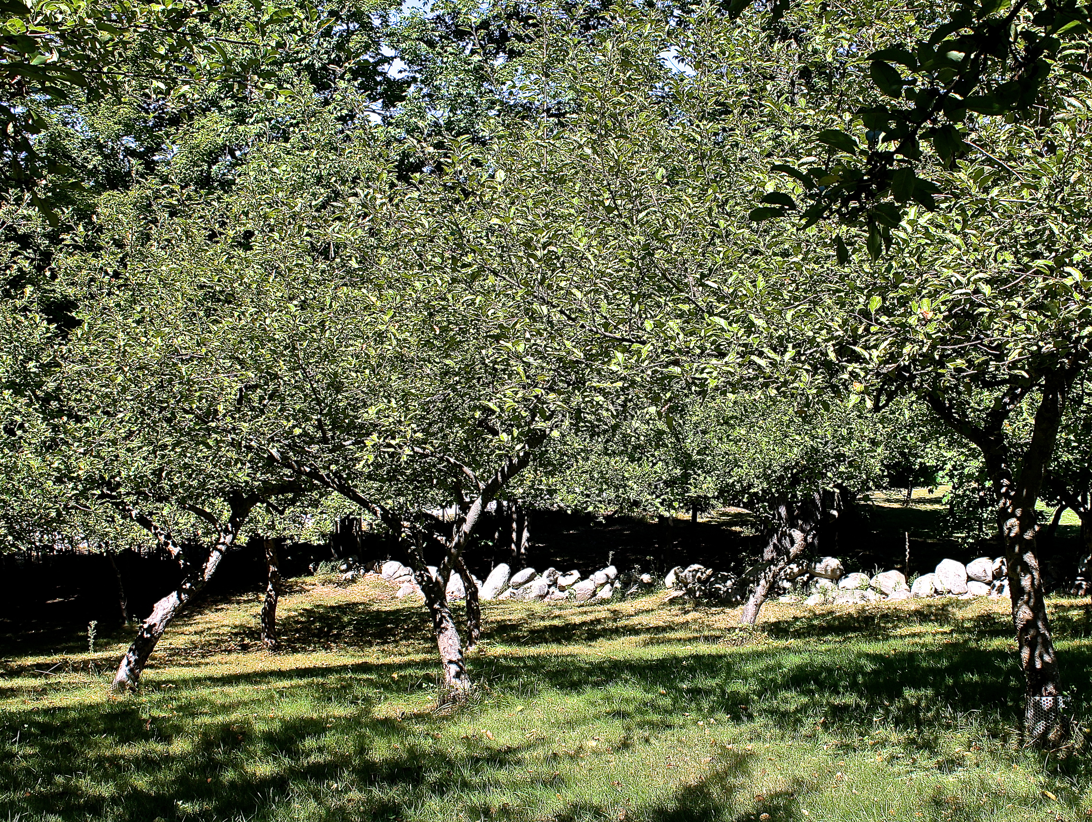 There Will Be No Cortland And Mutzu Apples This Year