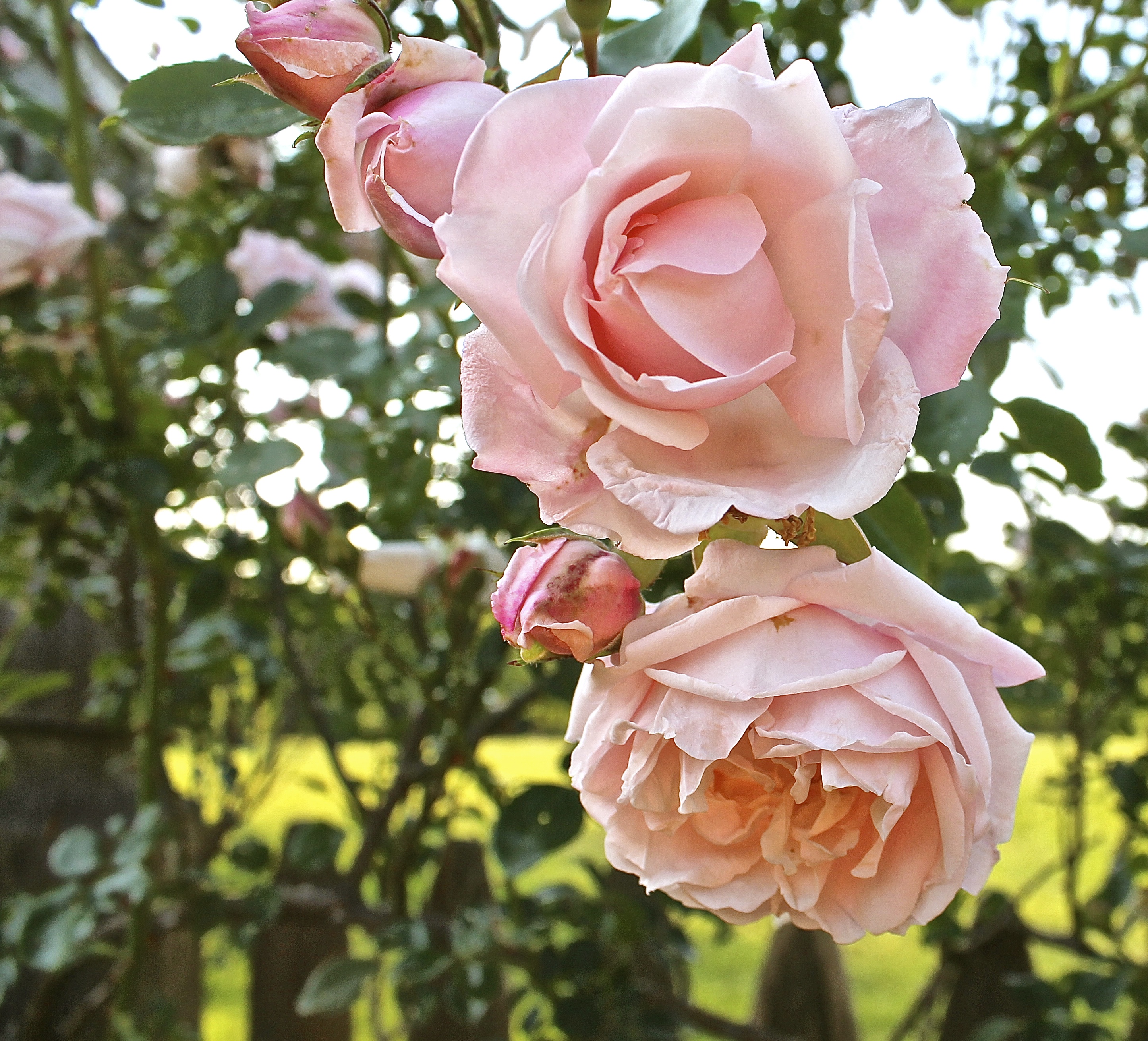 New Dawn Rose Climbing Rose 