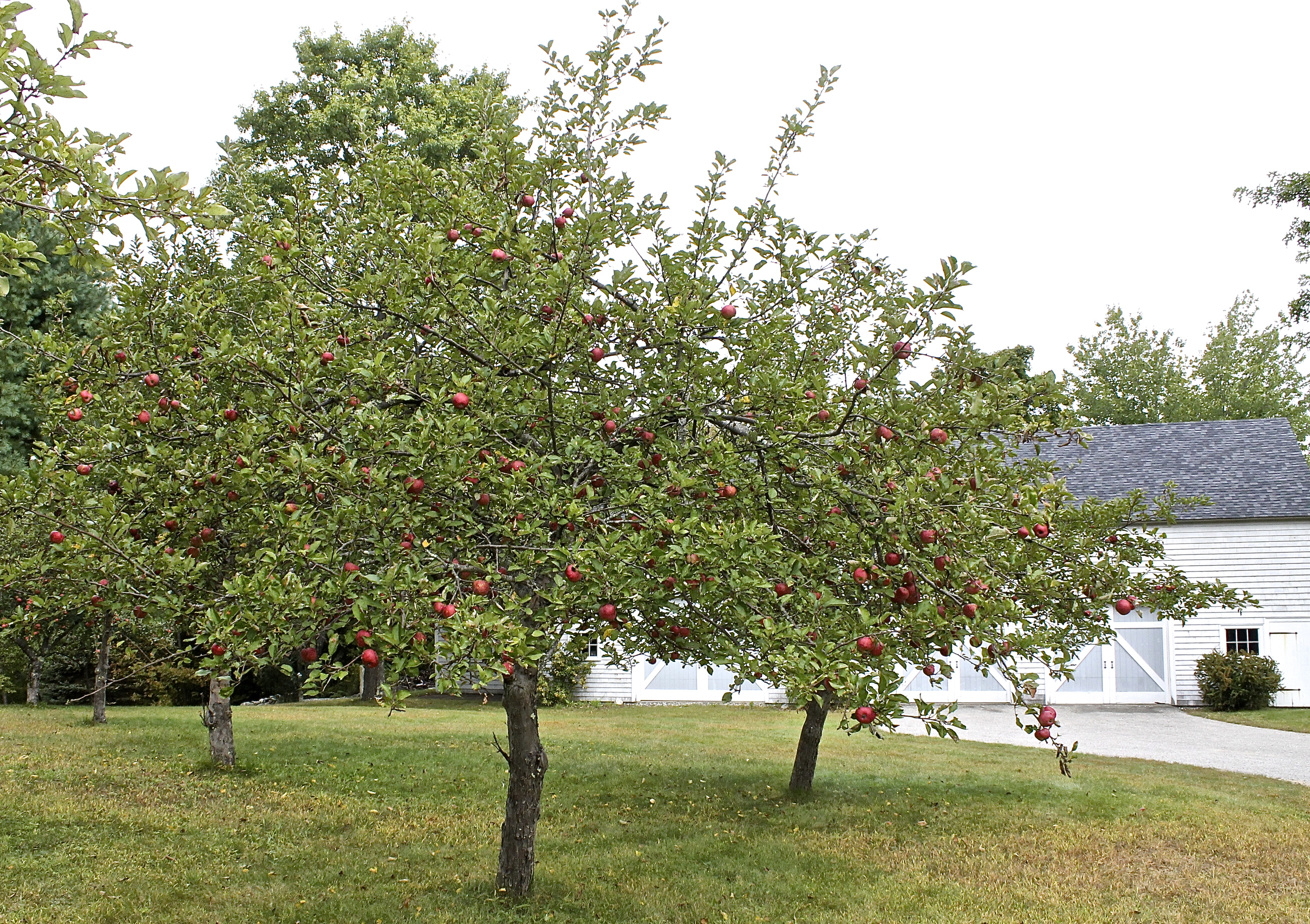 Orchard In Front Of Our Barn Where Gala