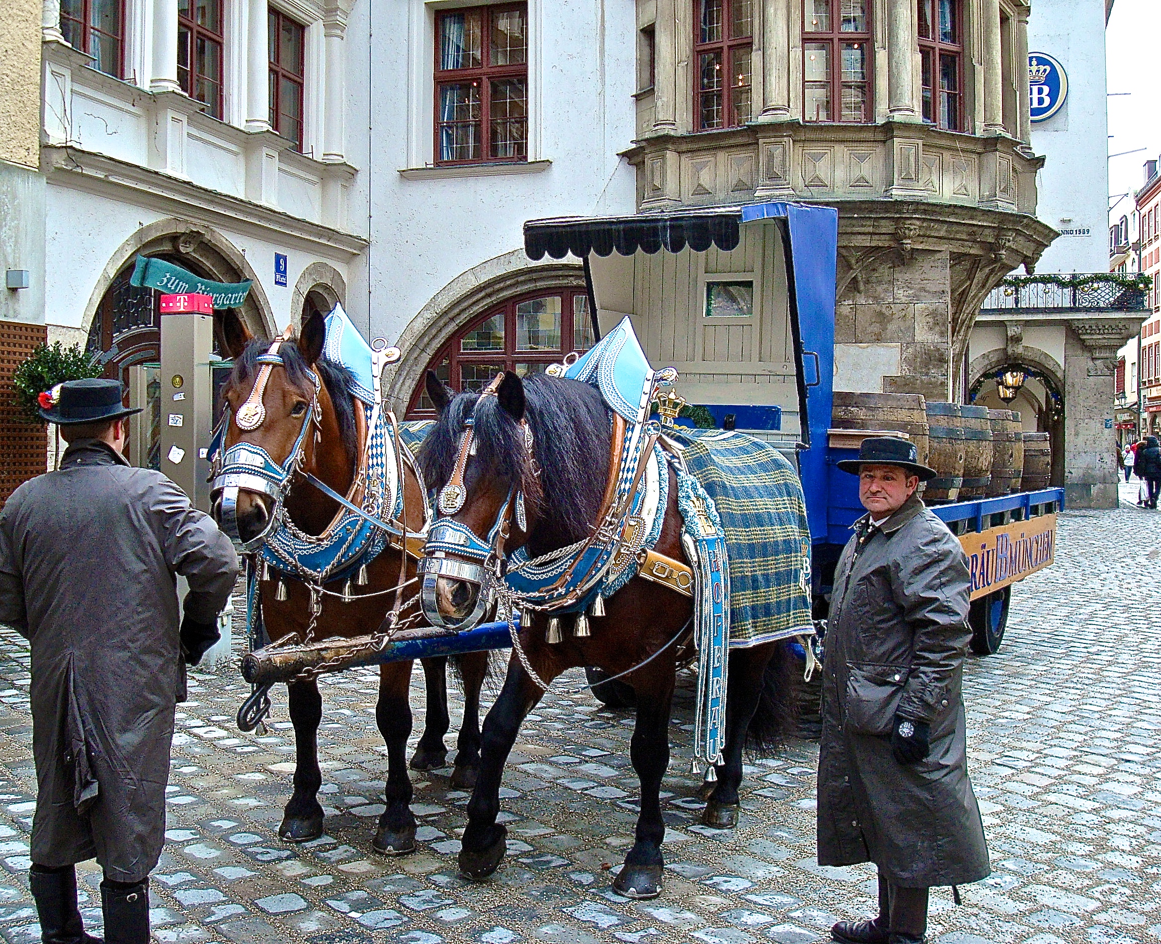 Hofbräuhaus Clydesdale Team With Harnesses Covered In Jingle Bells