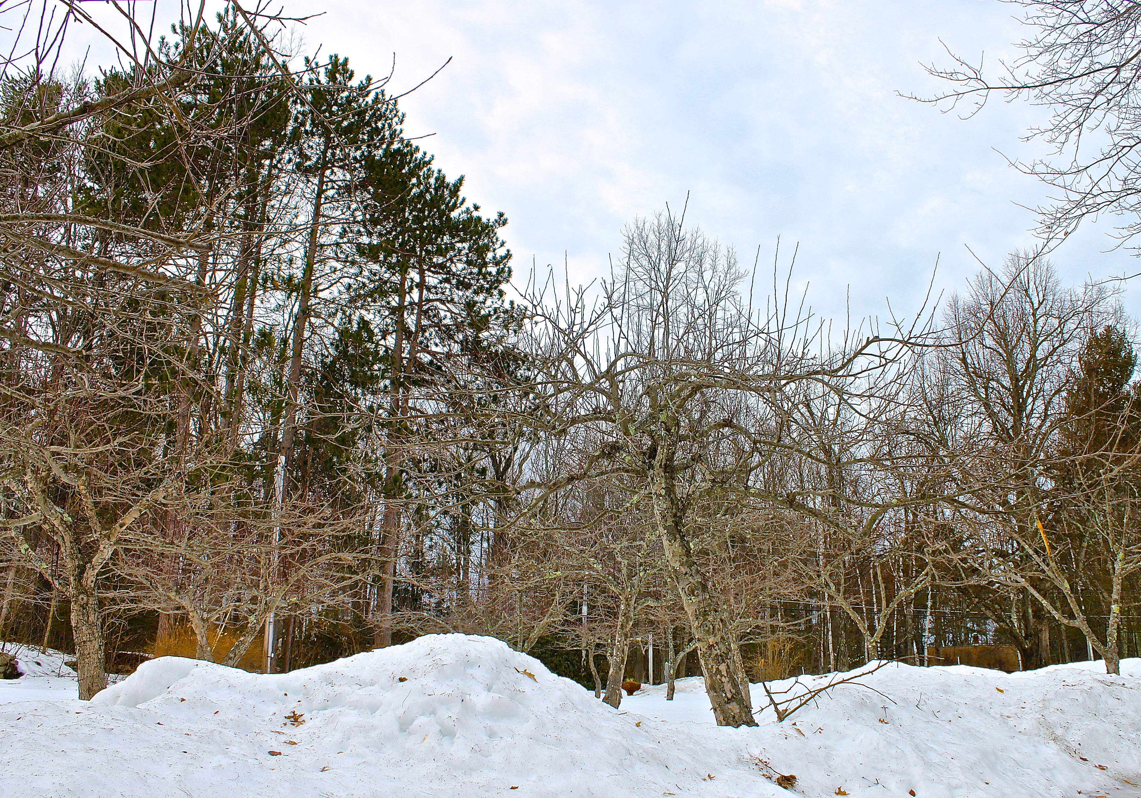 Pruning The Apple Trees Is Postponed This Year Because Of The Snow