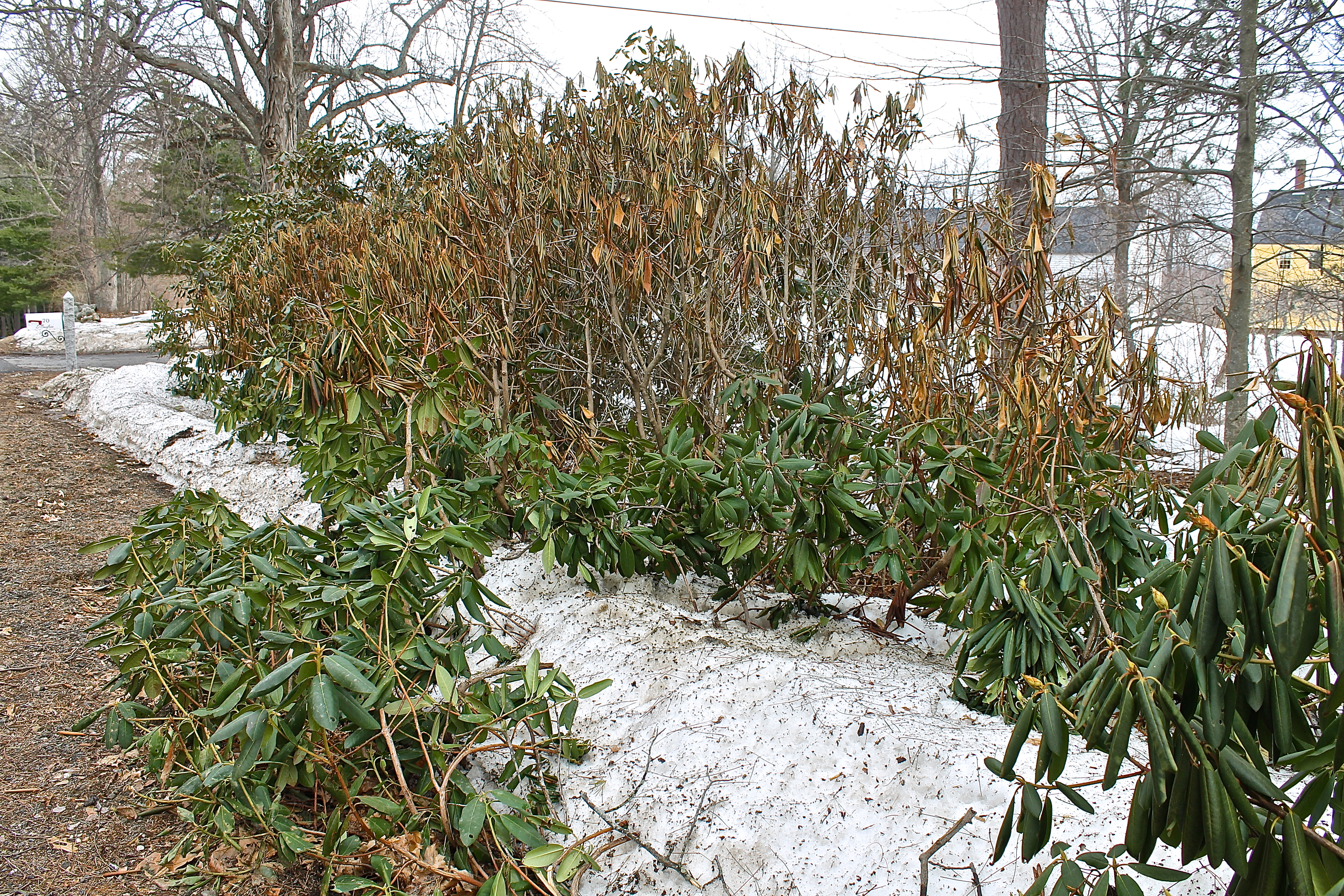 Rhododendrons Damaged By Crushing Snow And Harsh Temperatures Below Zero