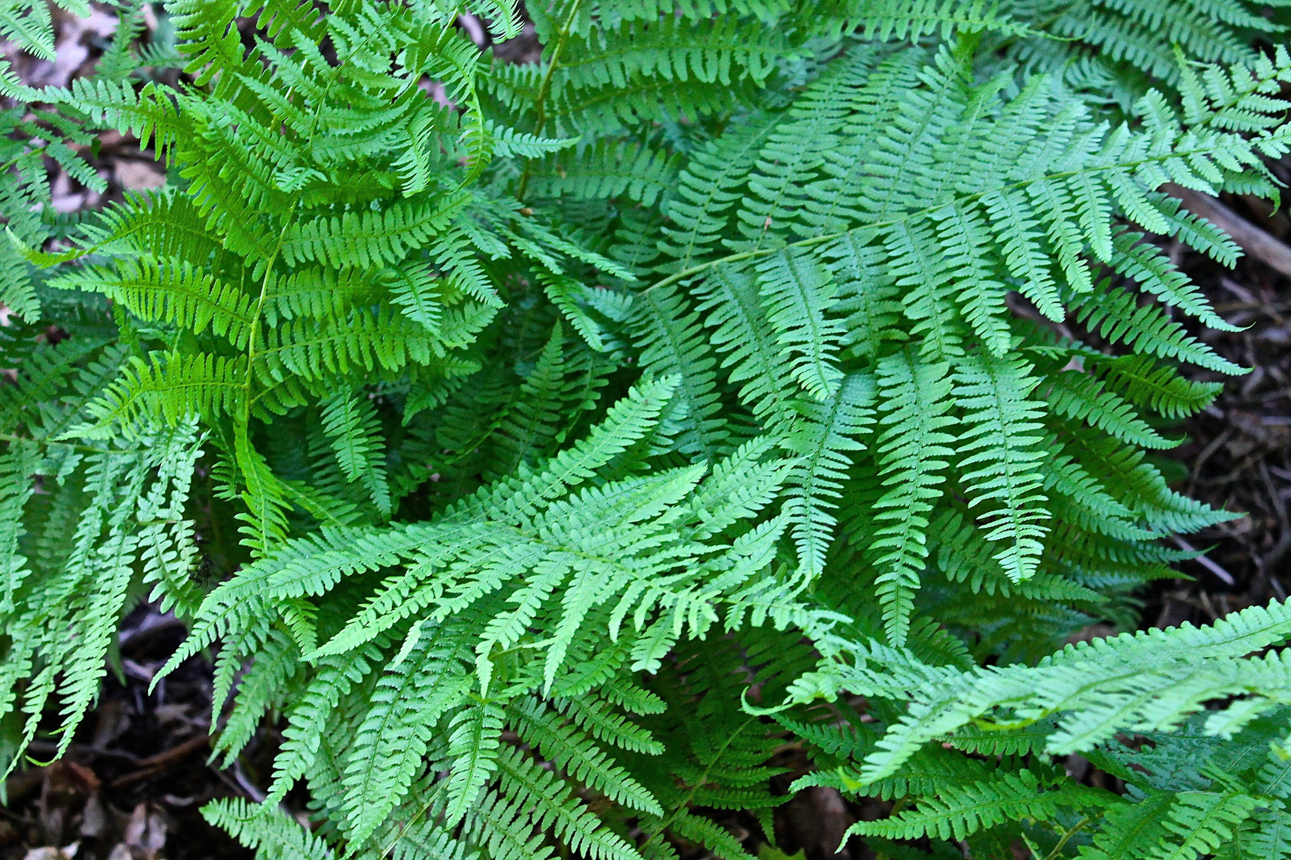 Green Ferns Line The Rock Walls That Surround Our Property