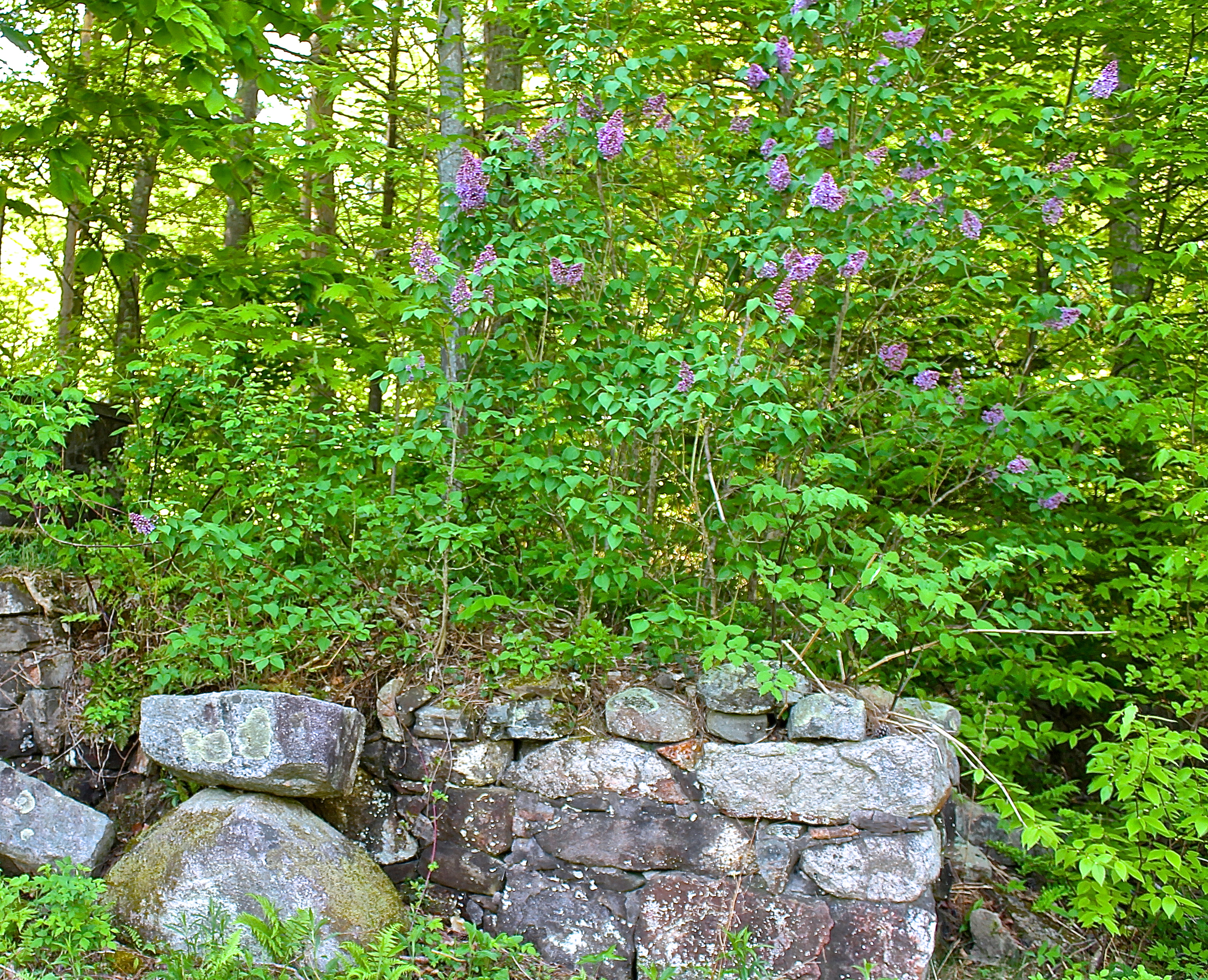Lilacs In Bloom Around The Old Rock Foundation