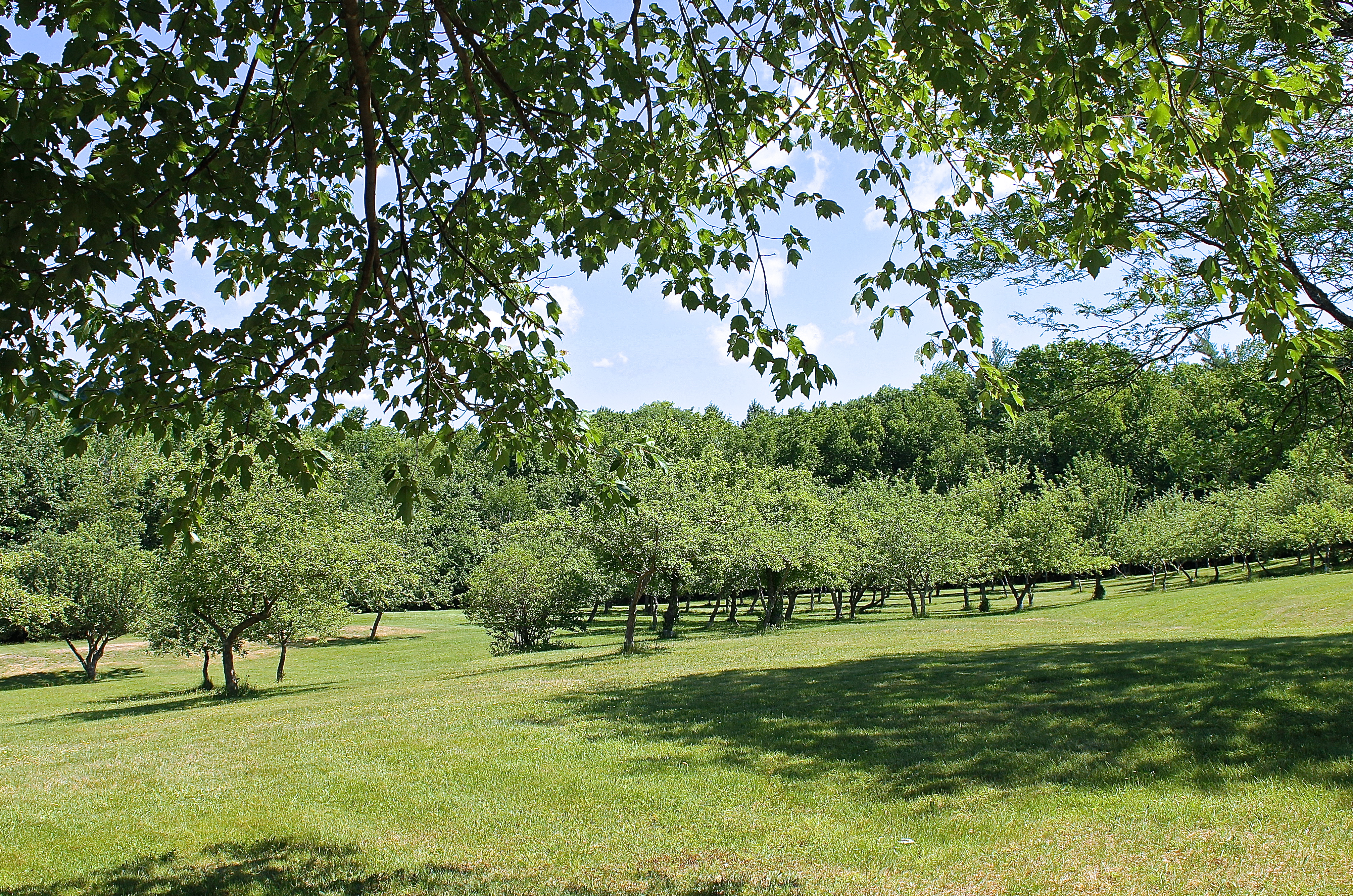 New Hampshire apple orchard