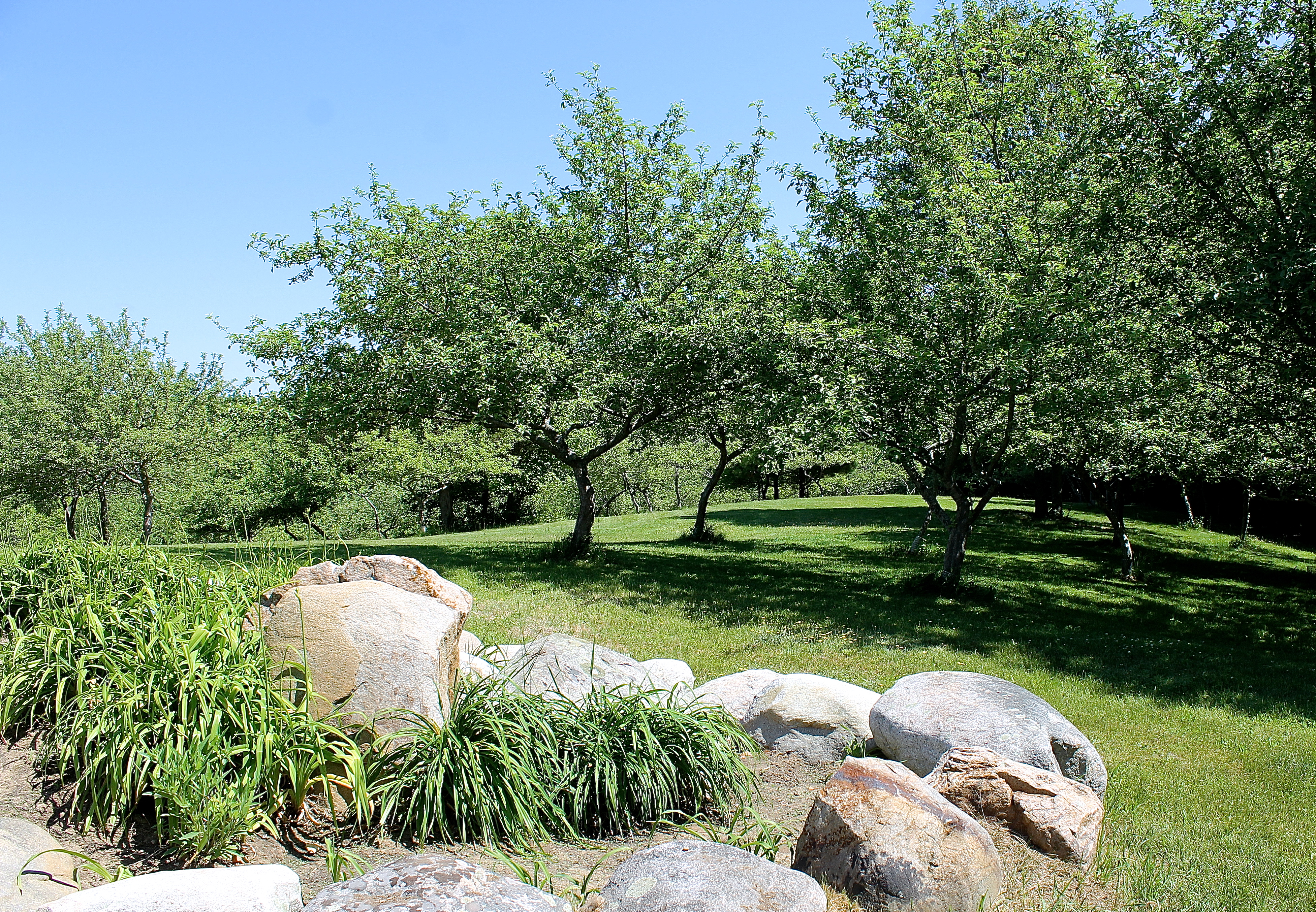 apple trees on crest of hill